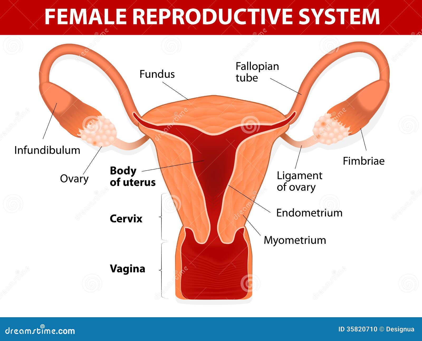 Beauty female reproductive system with flowers|| Hand drawn uterus || womb female  reproductive sex organ and flowers.