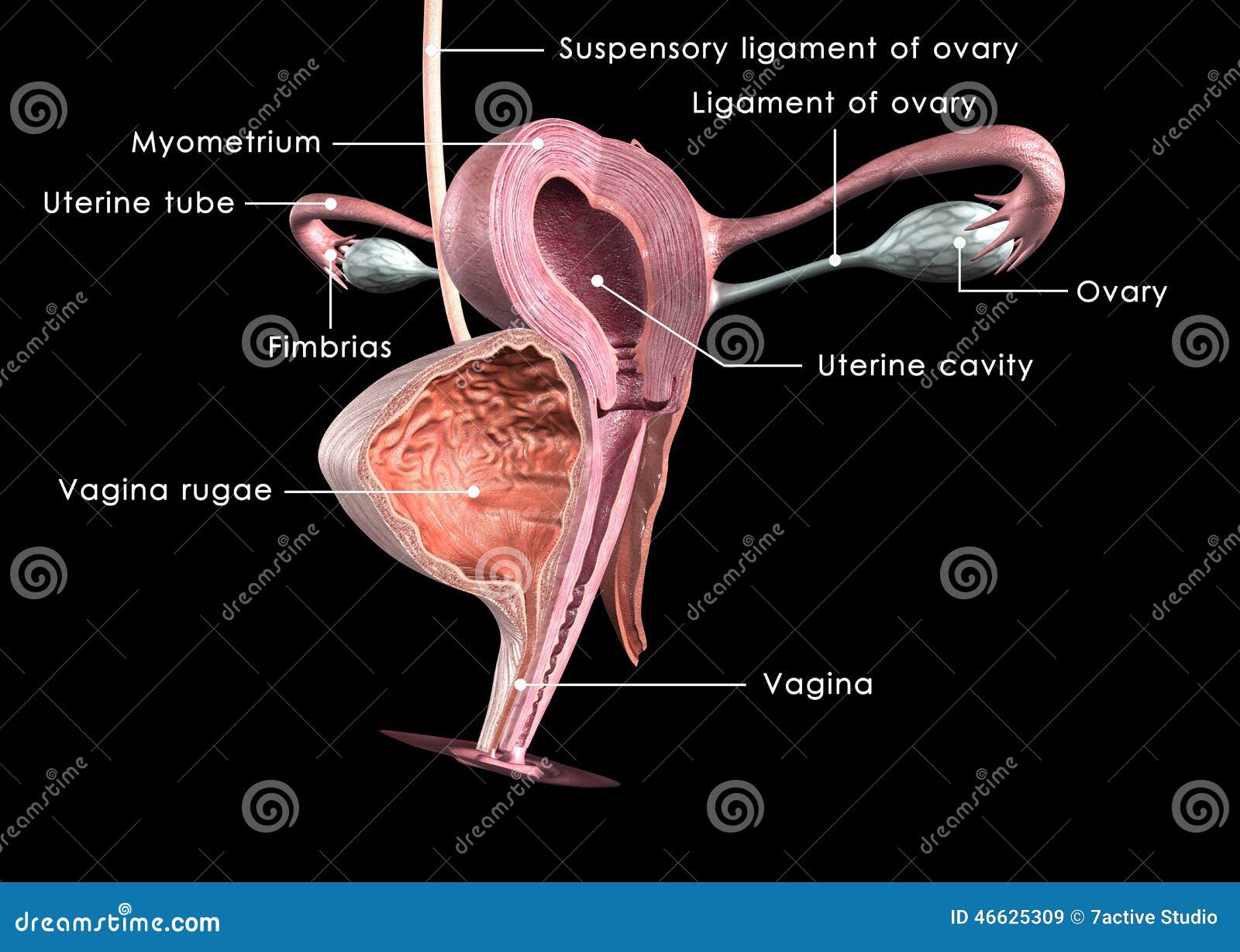 Female reproductive system stock illustration. Illustration of cervix