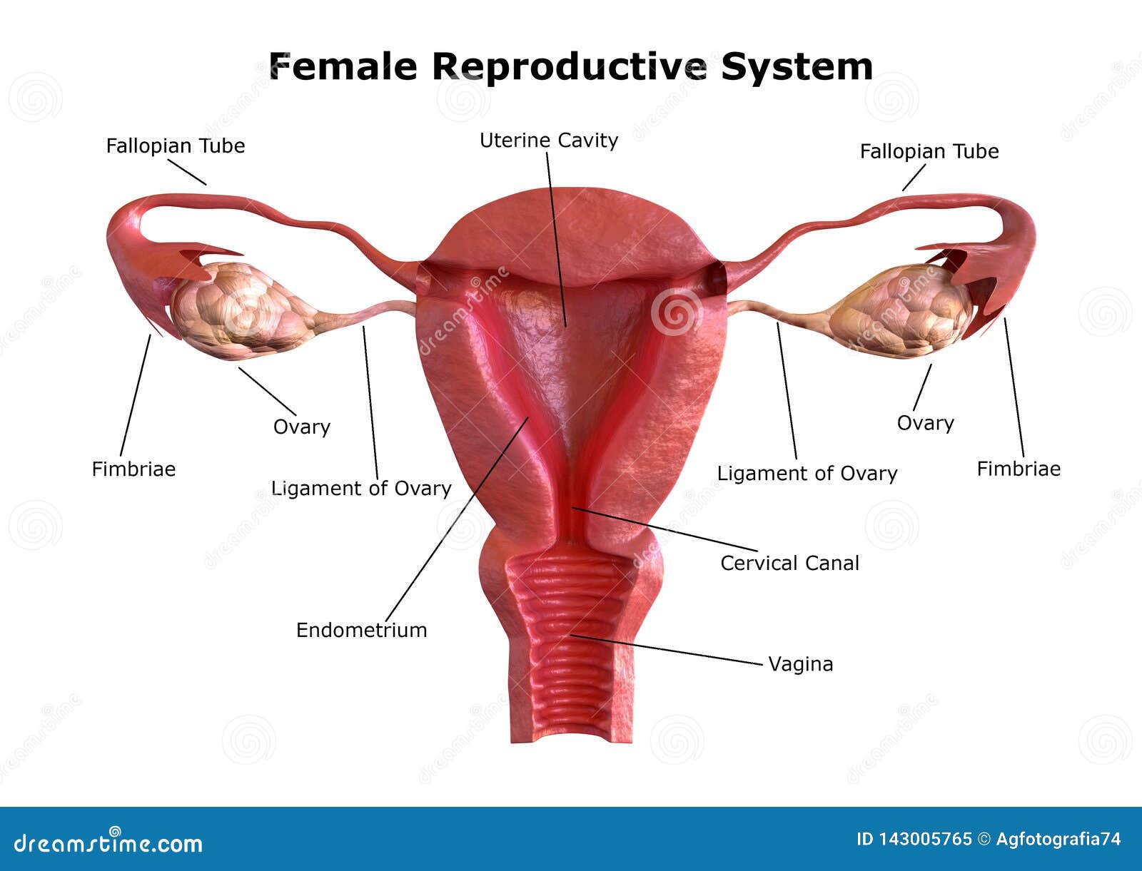 Female Reproductive Chart