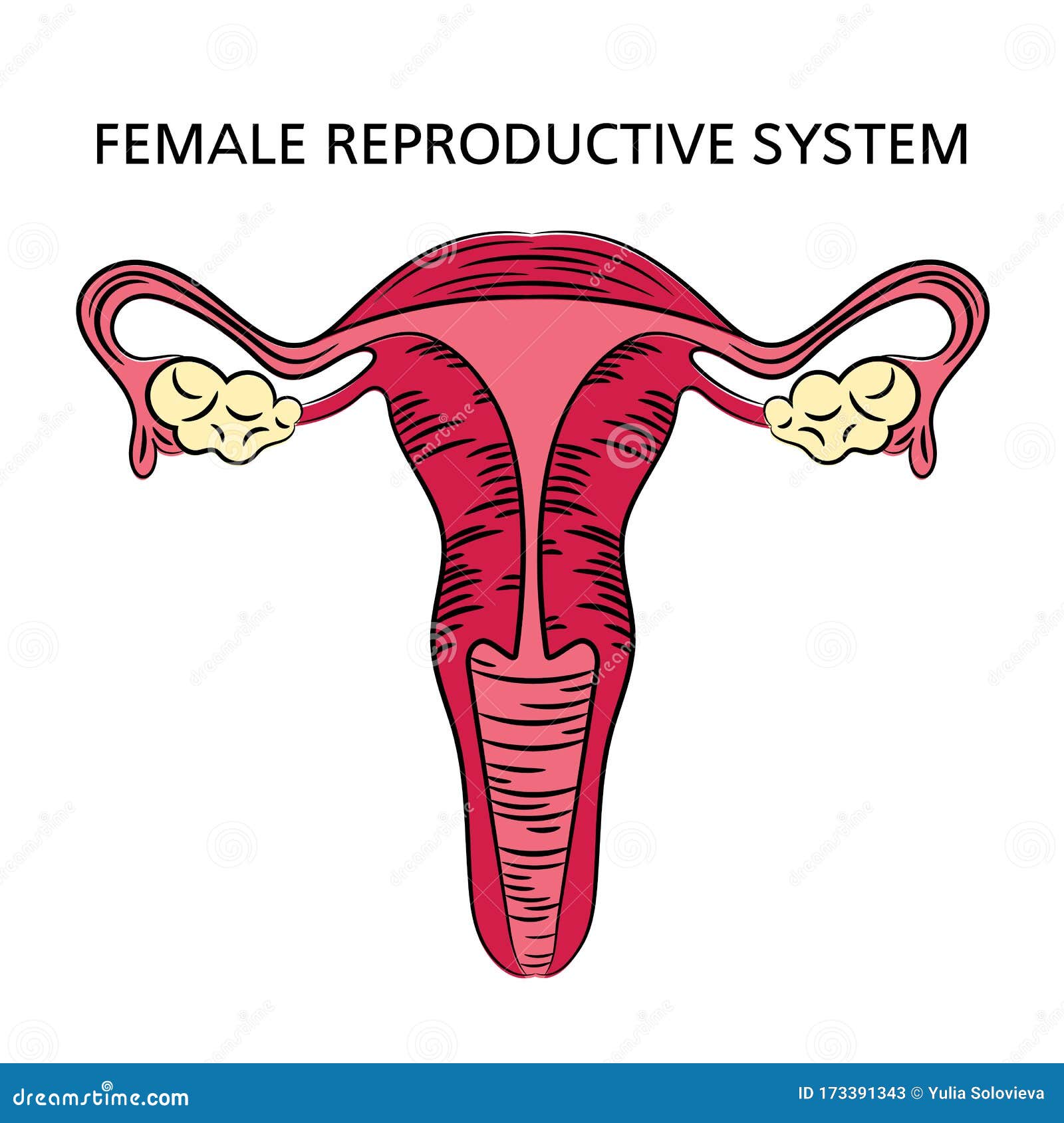 Female Reproductive System Art