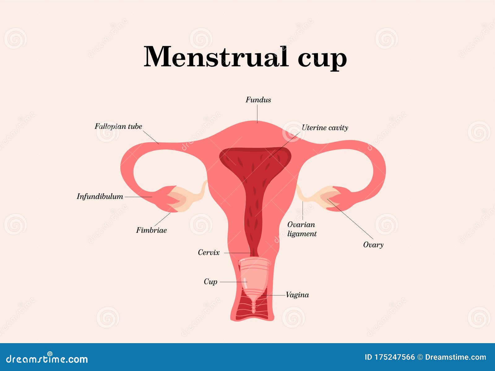 How to use woman menstrual cup during periods Vector Image