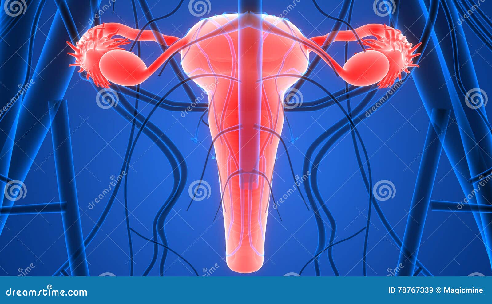 Female Reproductive System with Nervous System and Urinary Bladder