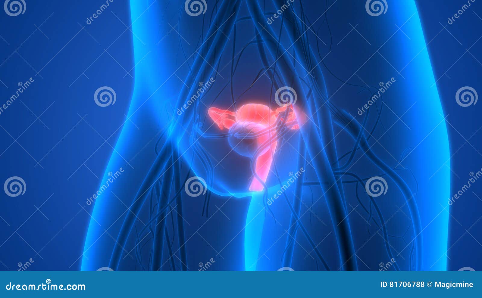 Female Reproductive System with Nervous System and Urinary Bladder