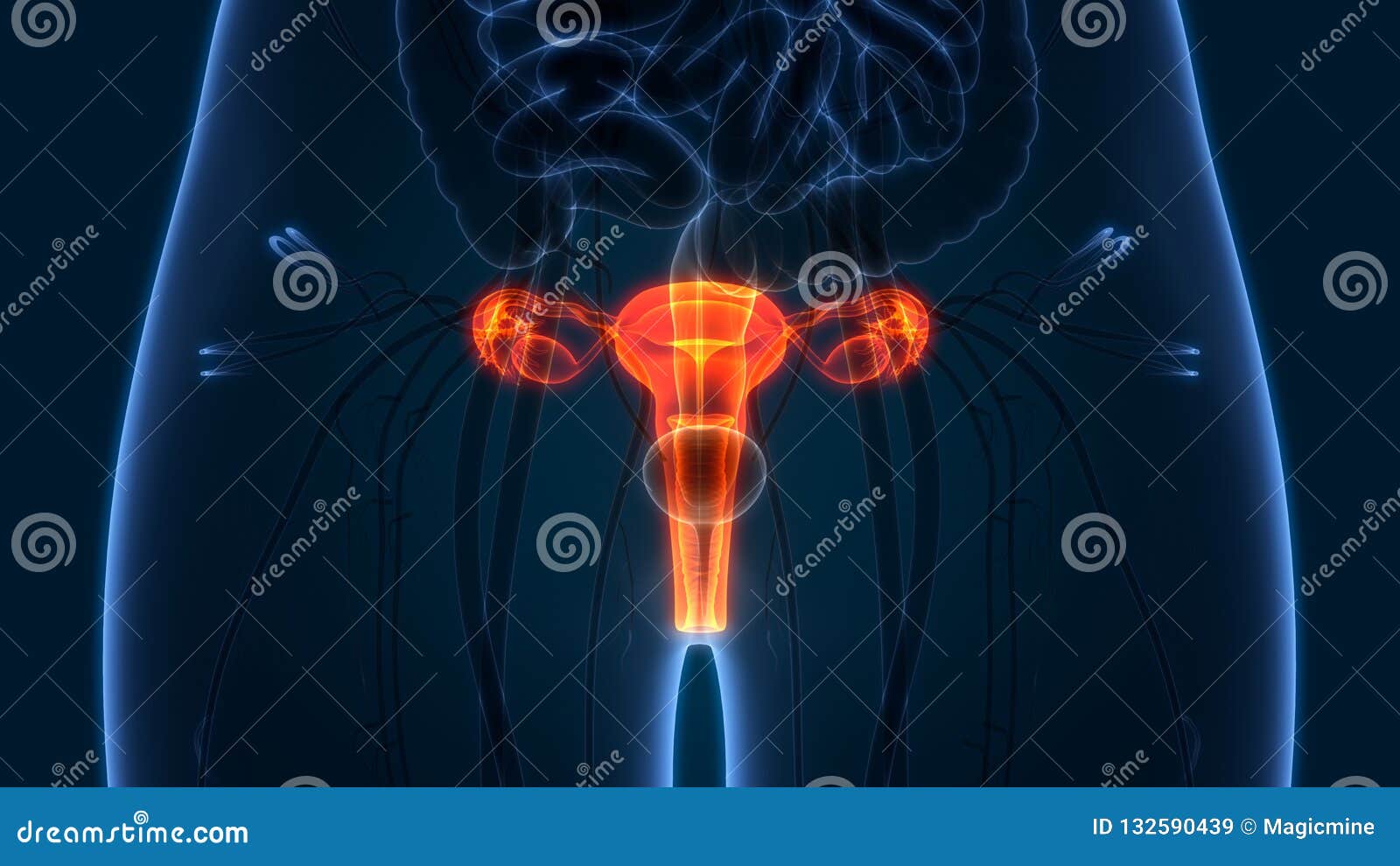 Female Reproductive System and Urinary System Kidneys with Bladder Biology Diagrams