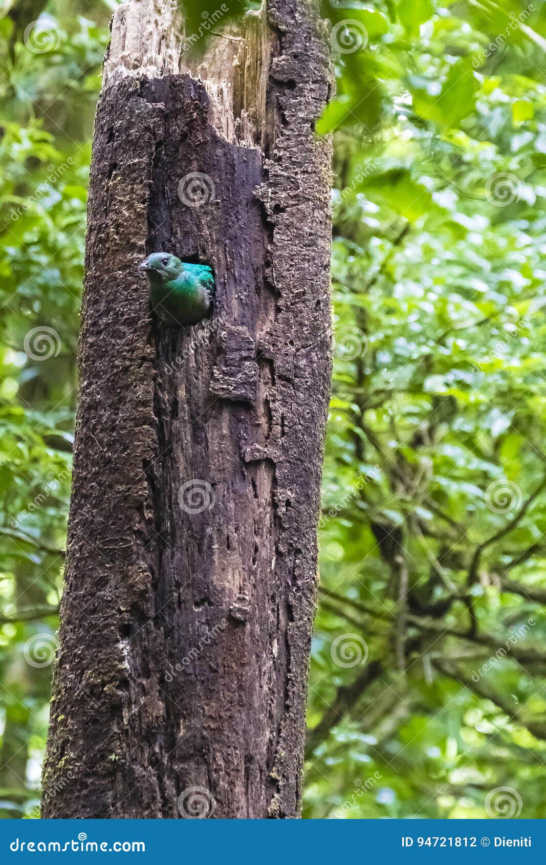 female resplendent quetzal - monteverde cloud forest reserve