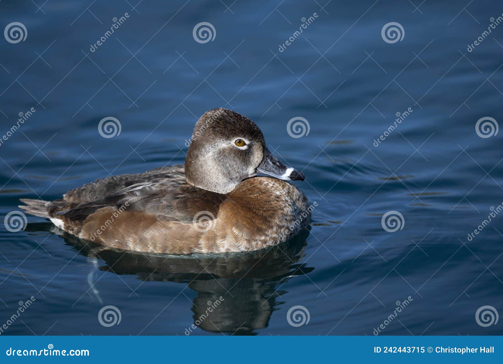 Waterfowl, Ring Neck Ducks - Nature & Lens