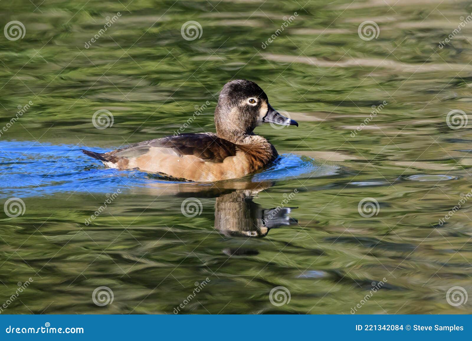 Ring-necked Ducks | Mike Powell