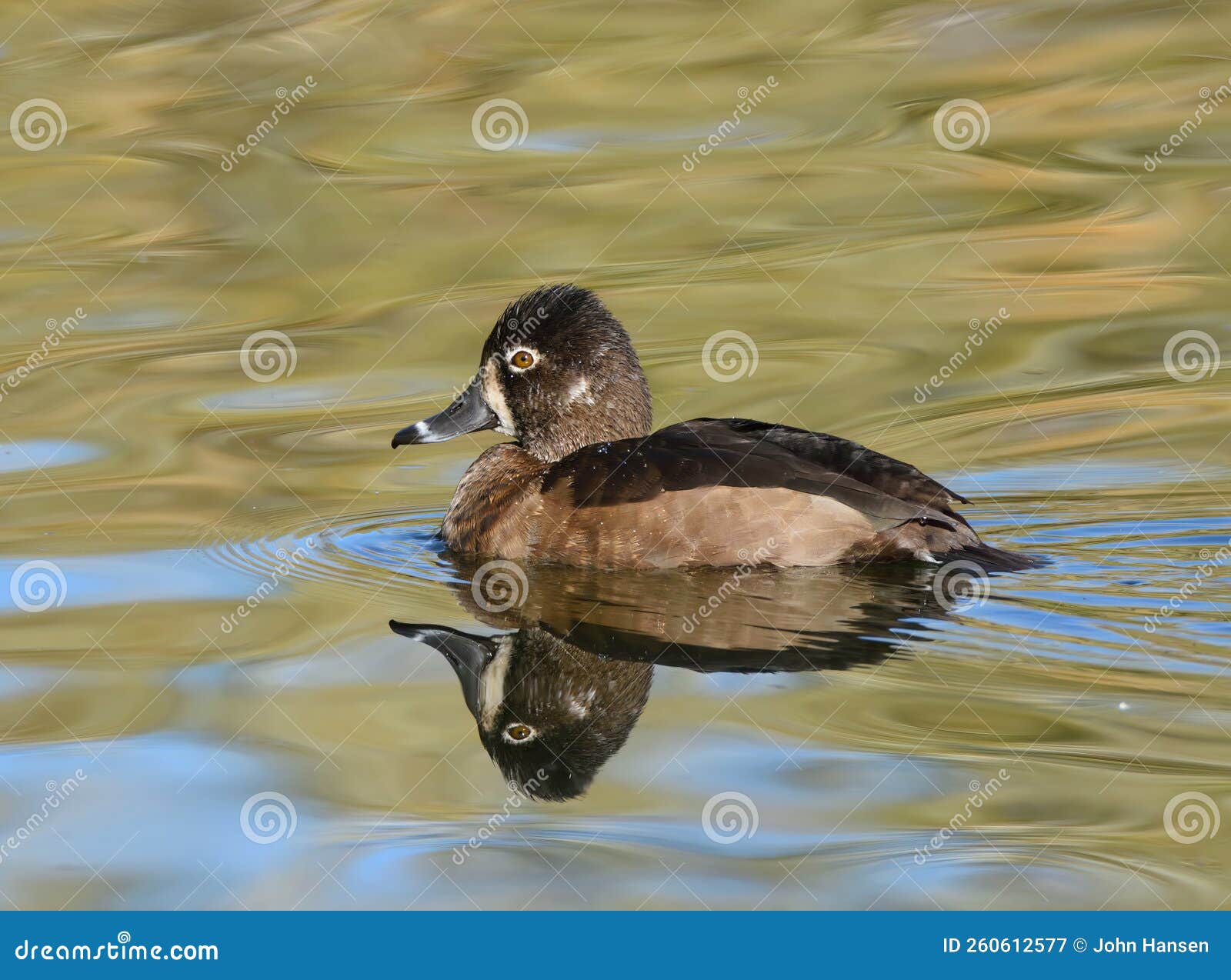 Ring-necked Duck by Chris Teague - BirdGuides