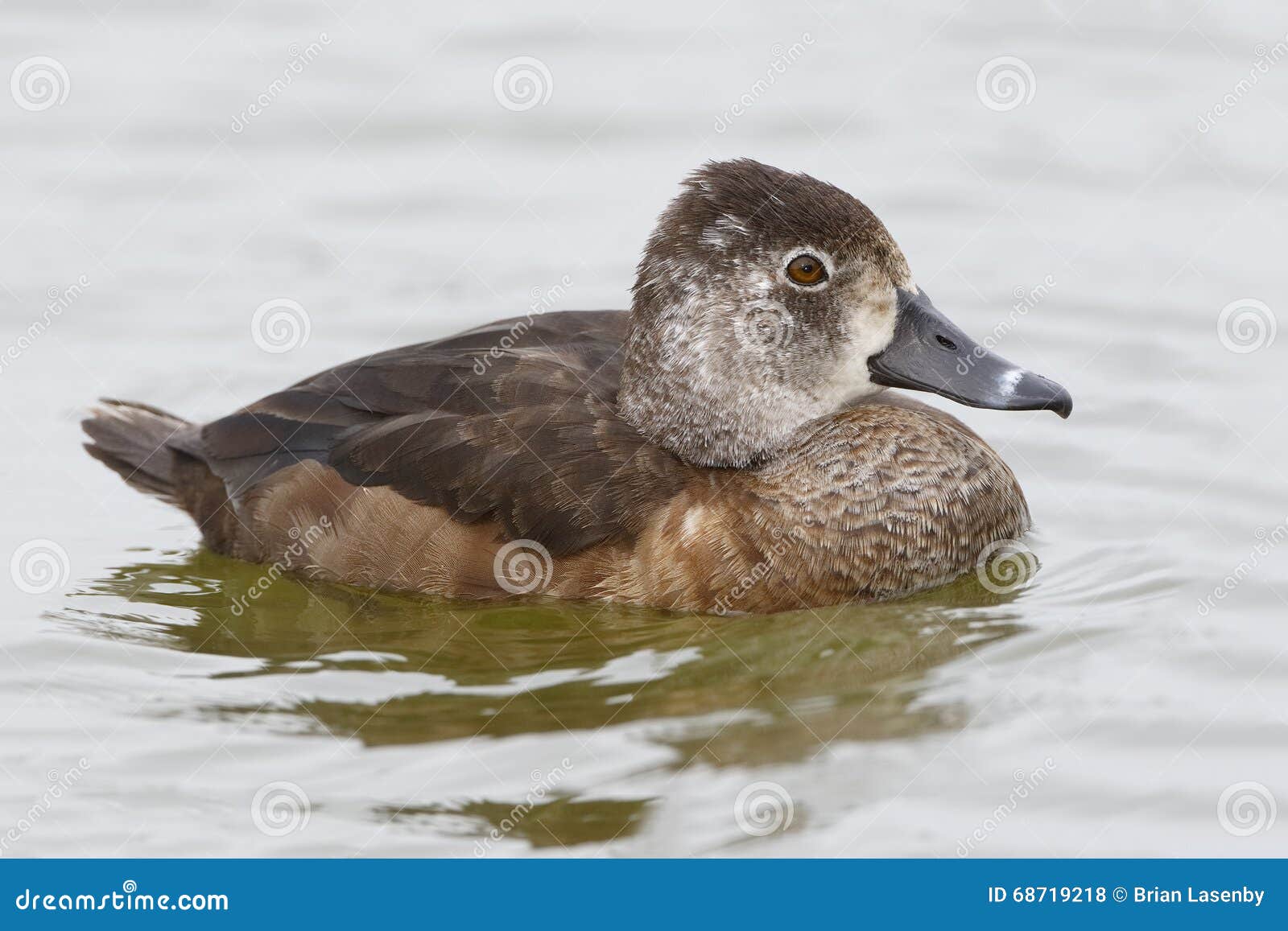 Florida Memory • Female Ring-necked duck (Aythya collaris) - Homosassa  Springs, Florida.