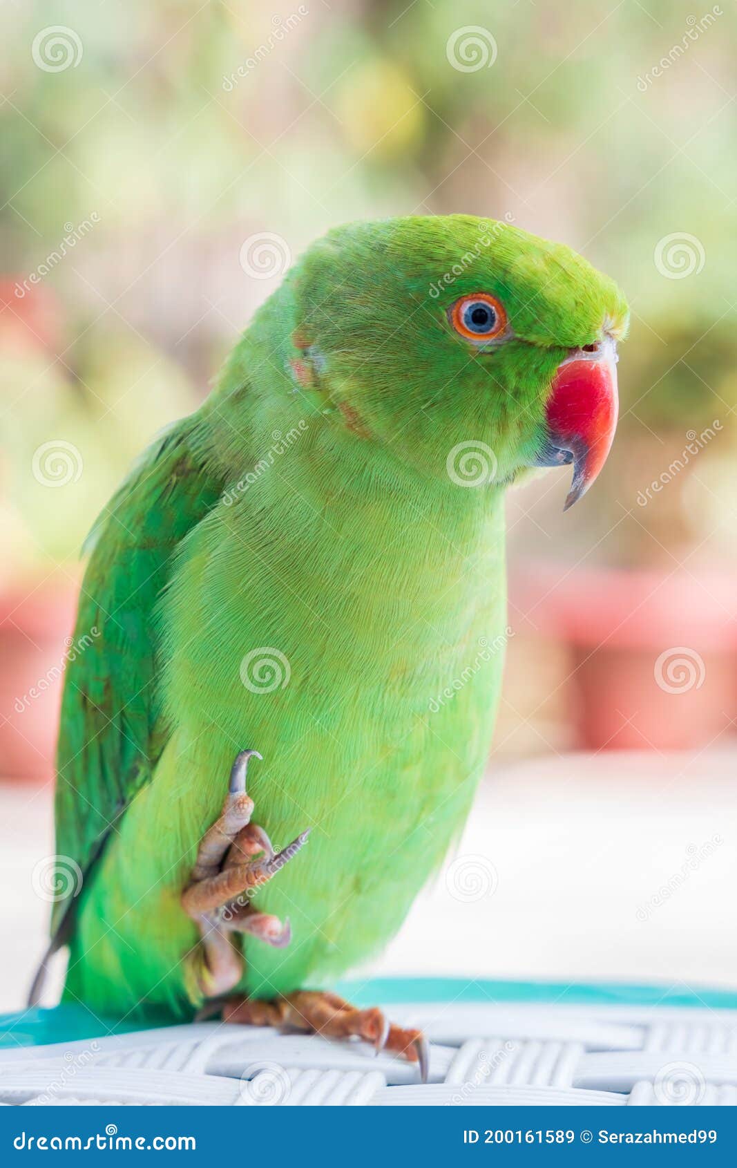 The Ringneck (Rose-Ringed) Parakeet - A Great Pet and Unlikely NYC Resident  - Part 1