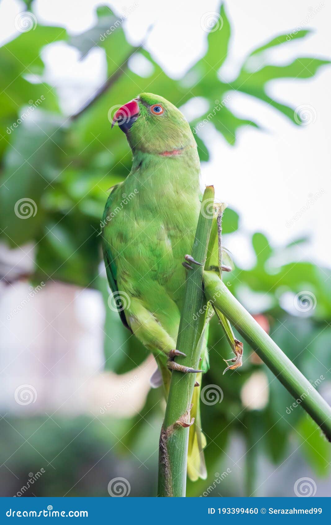 Parakeet Rose-Ringed (Psittacula krameri) female - India - World Bird Photos