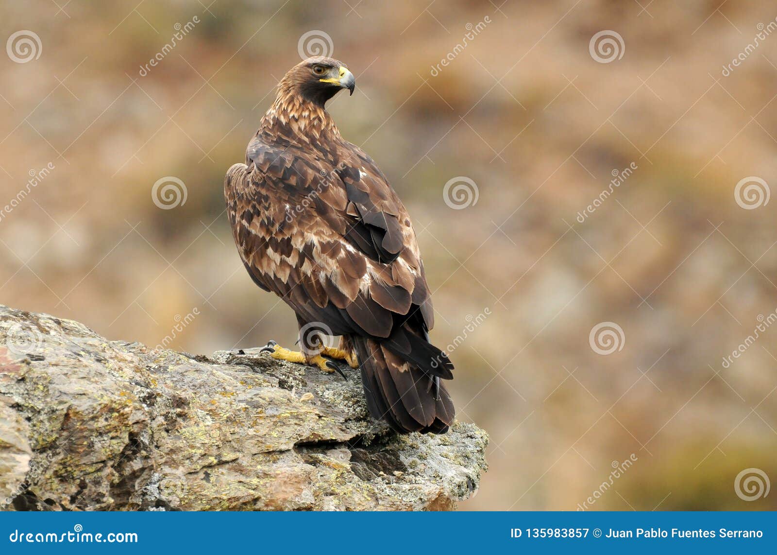 female royal eagle watches from the rock