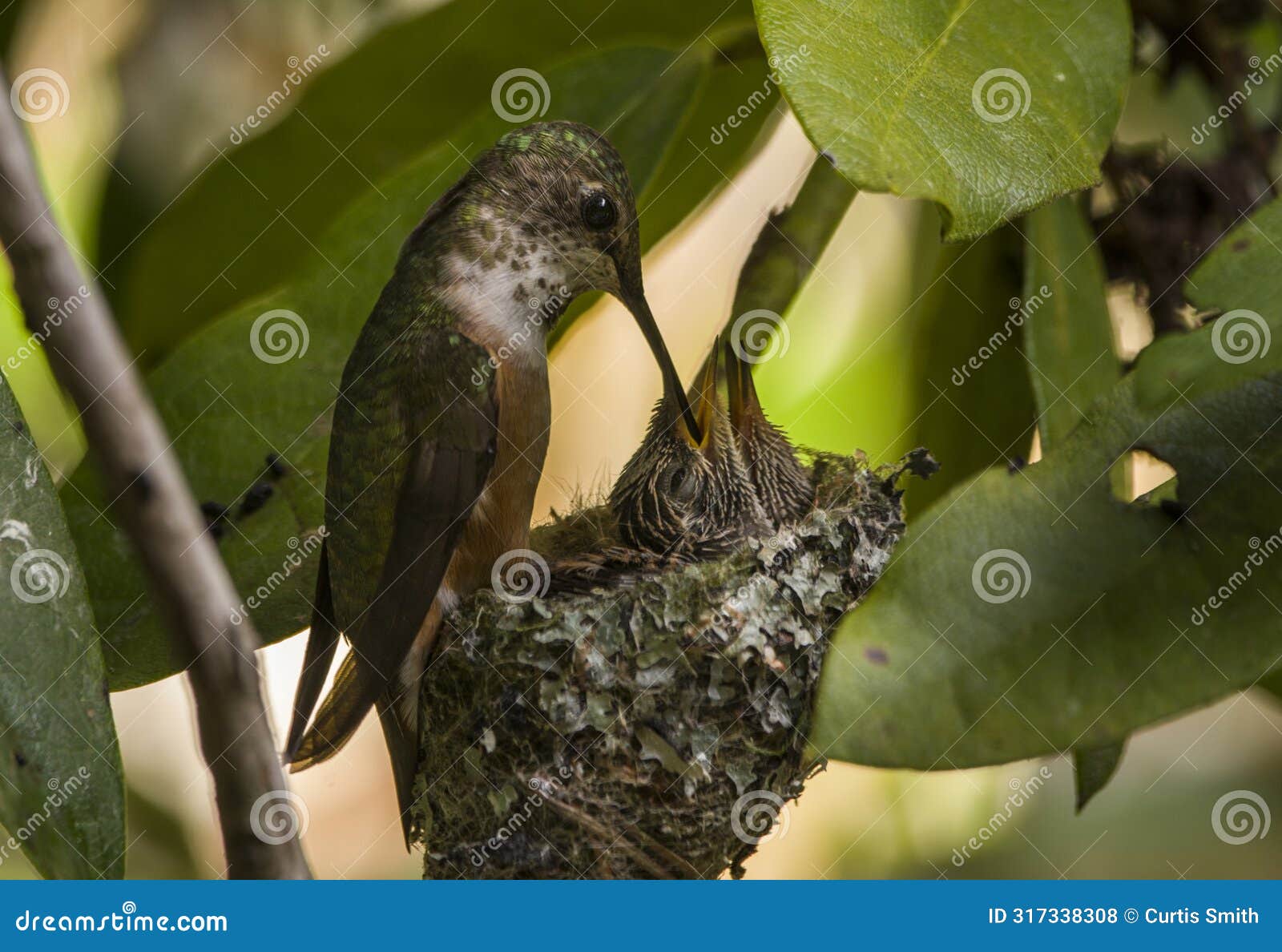 rufous hummingbird feeds chicks in nest