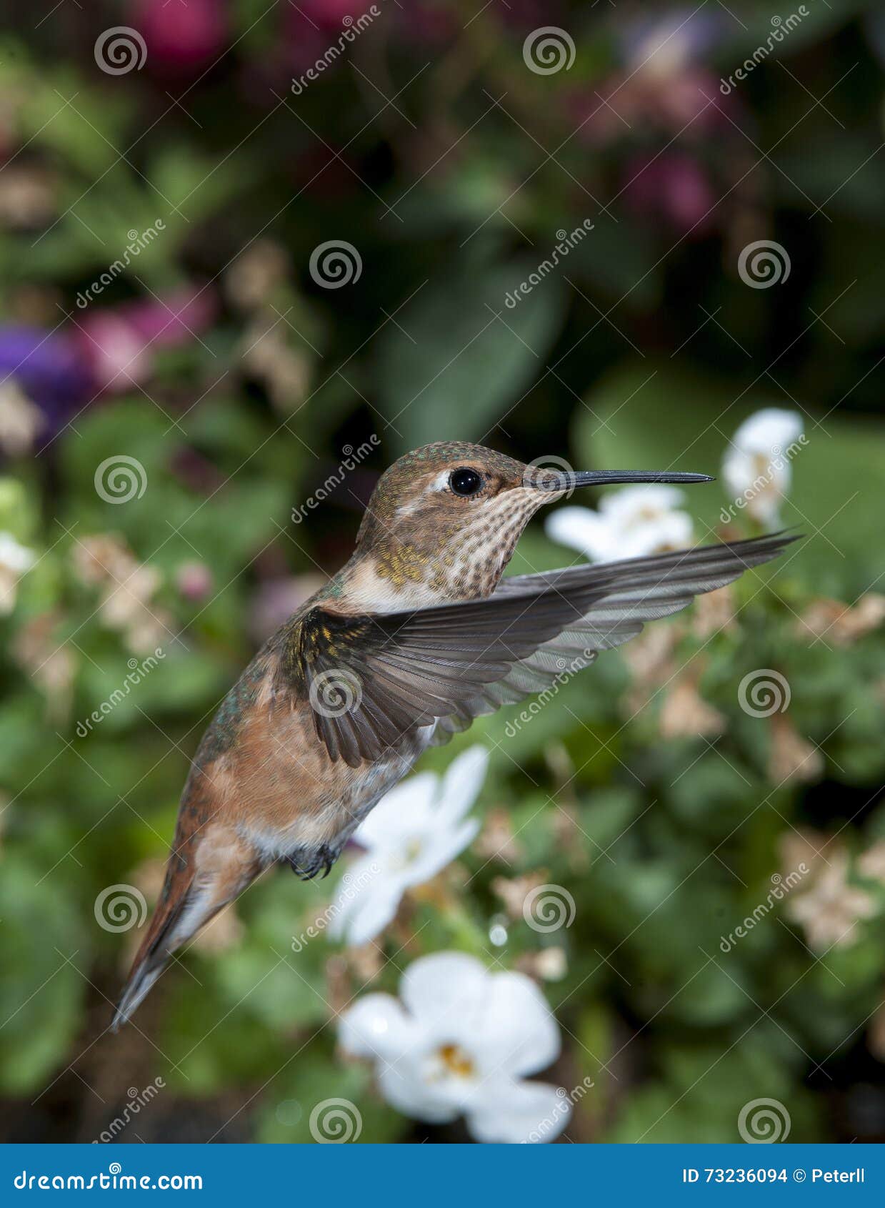 rufous hummingbird rufous hummingbird