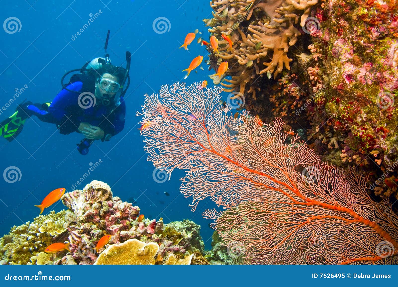 female scuba diver viewing gorgonian sea fan