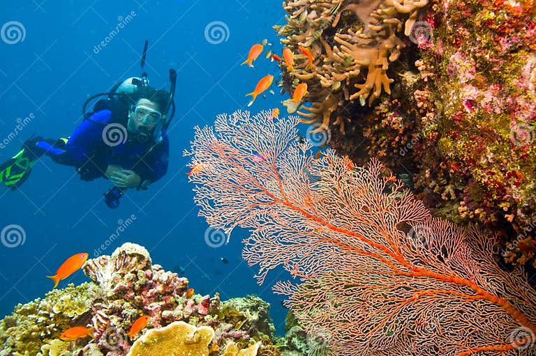 Female Scuba Diver Viewing Gorgonian Sea Fan Stock Image - Image of ...