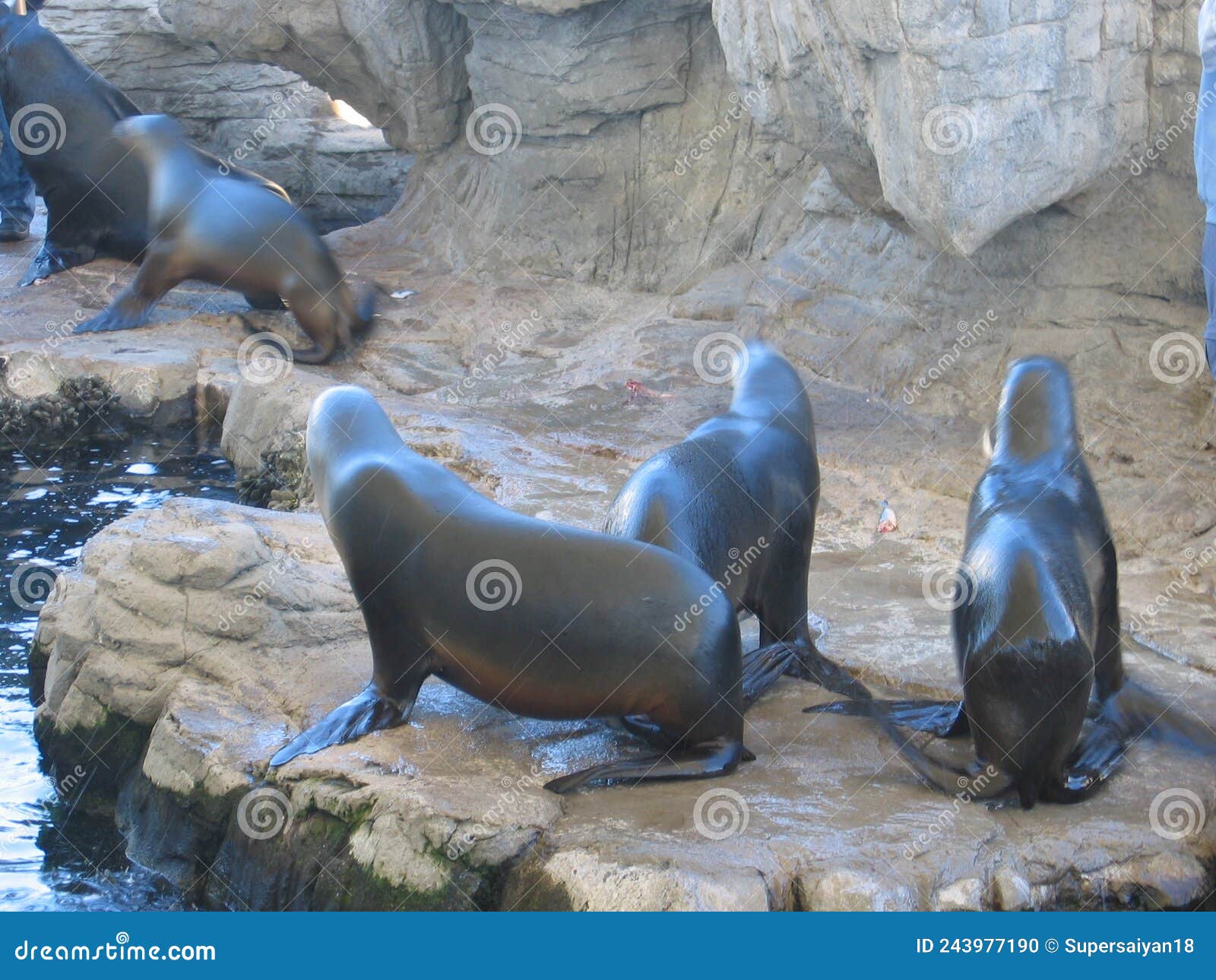 Female sea lions and pups stock photo. Image of people - 243977190