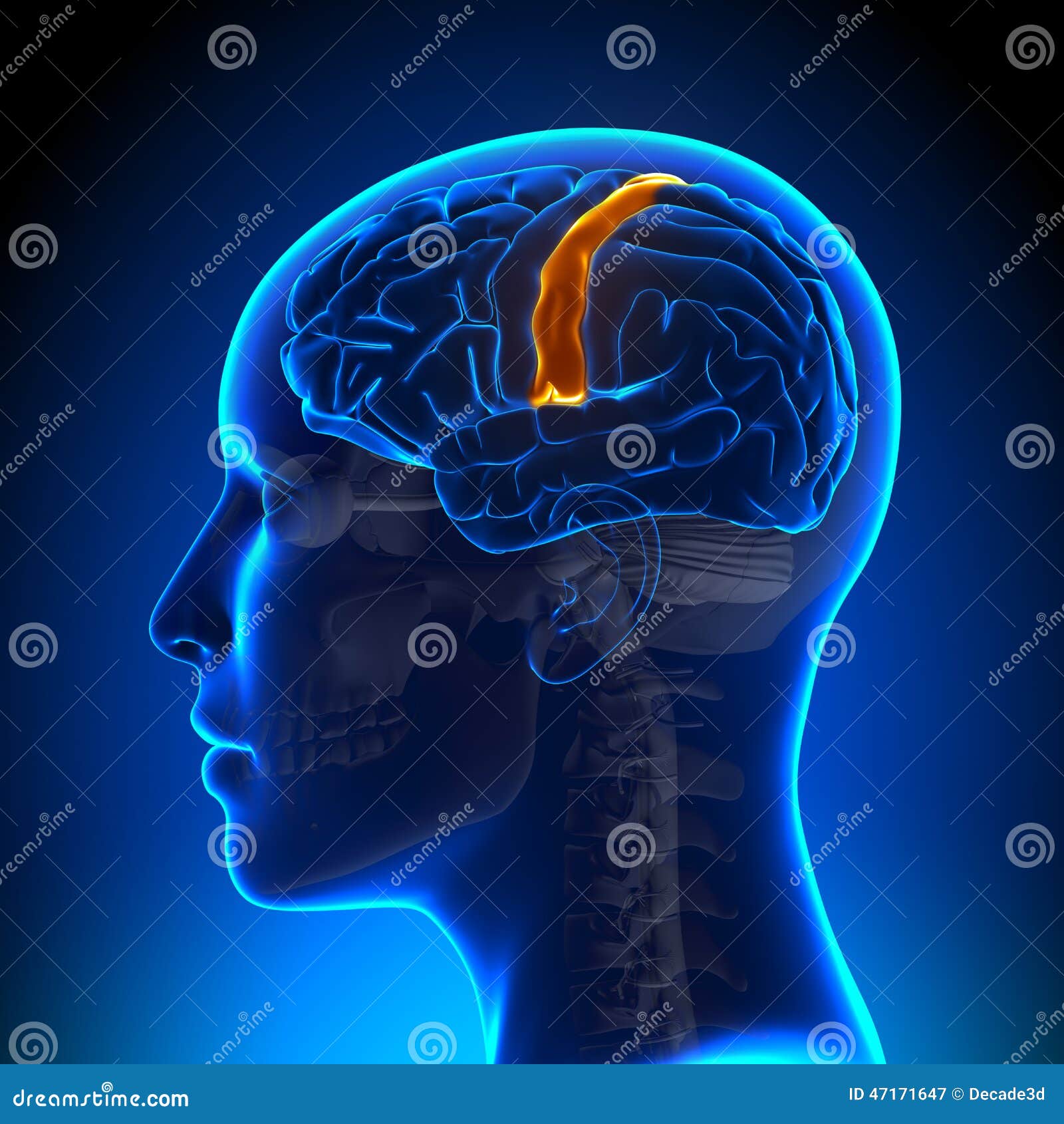 female sensorimotor area - anatomy brain