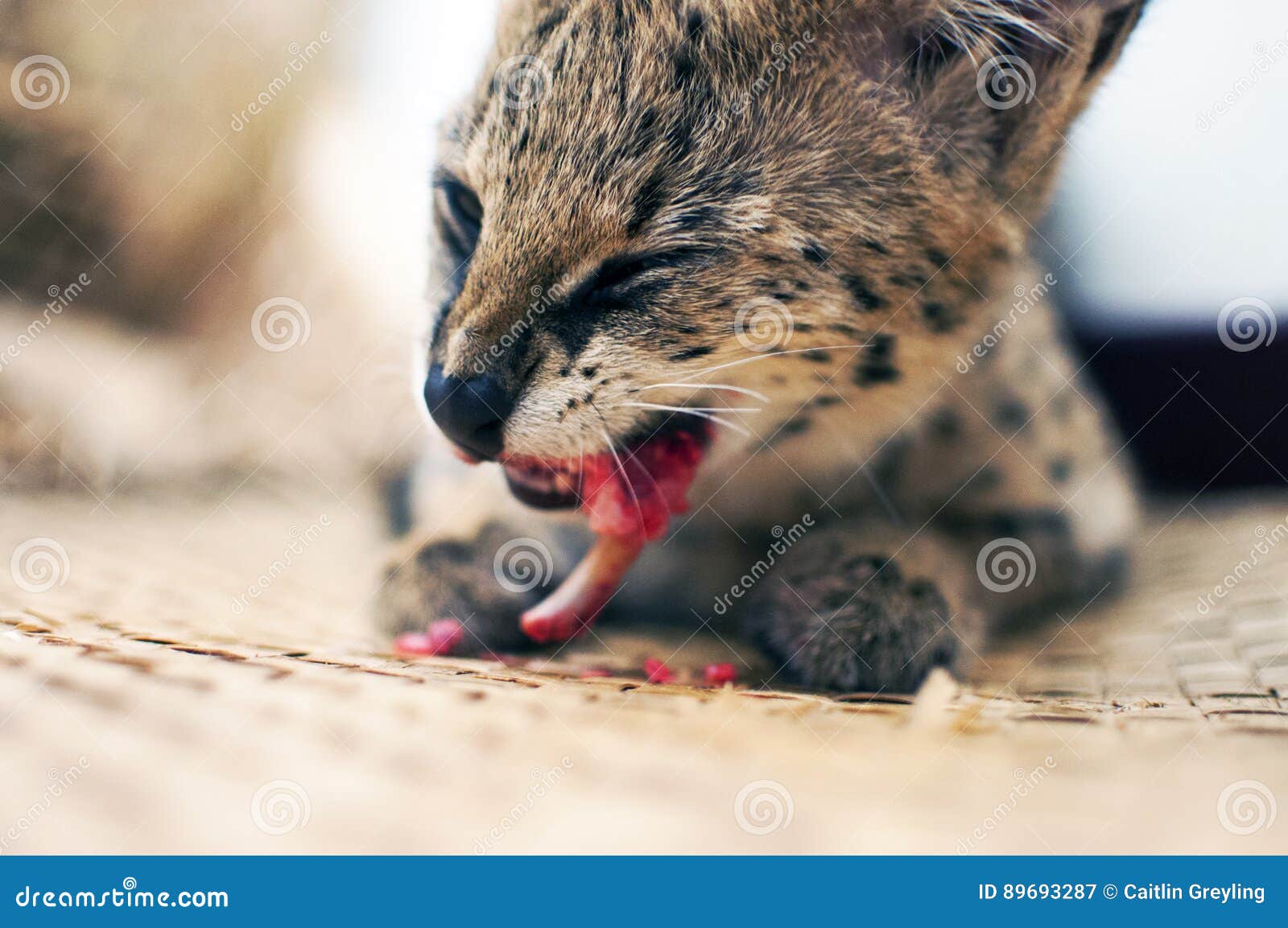 Female Serval Cat  Leptailurus Serval Eating  enjoying Bone 