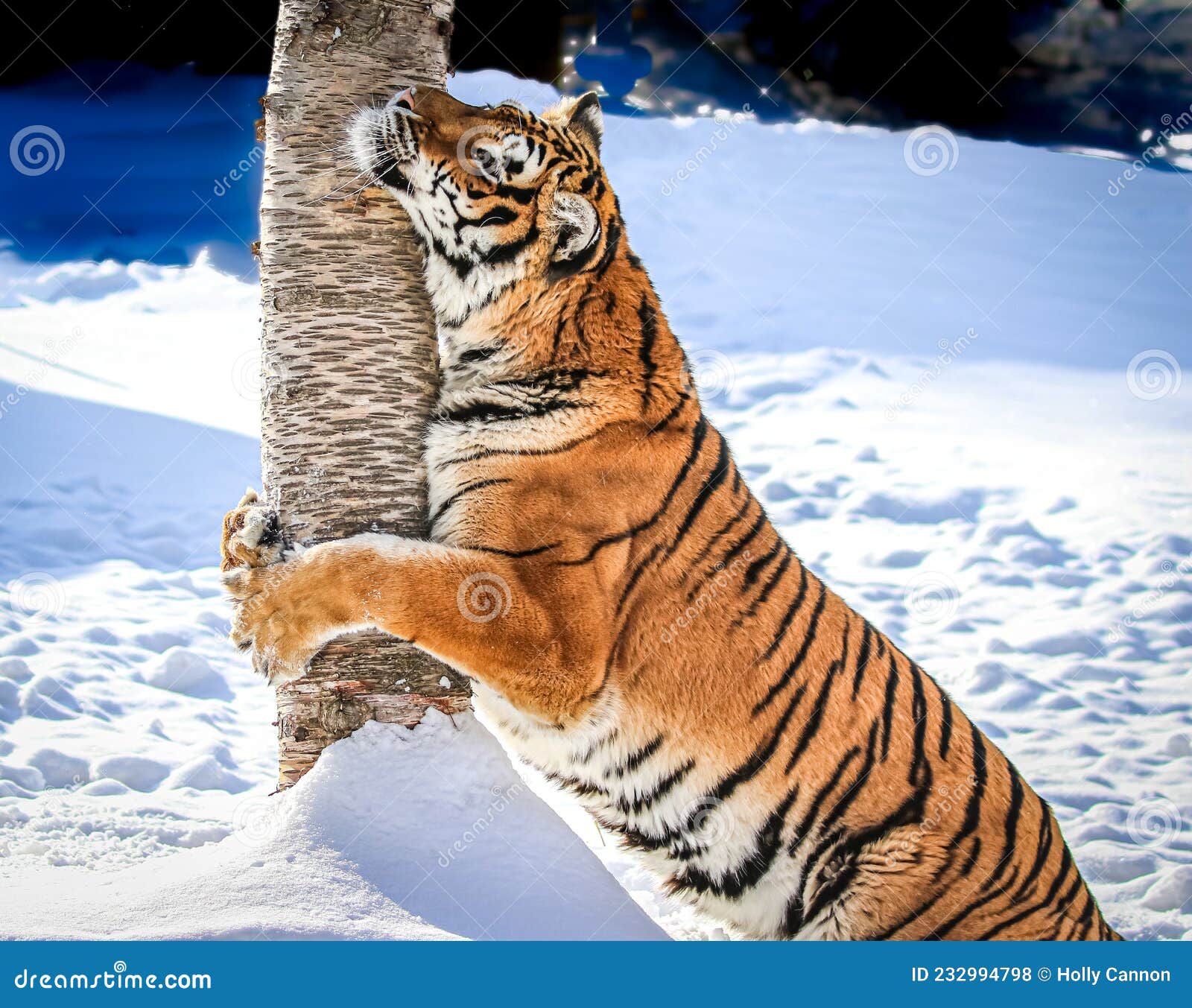 The Tiger Orange Trunk