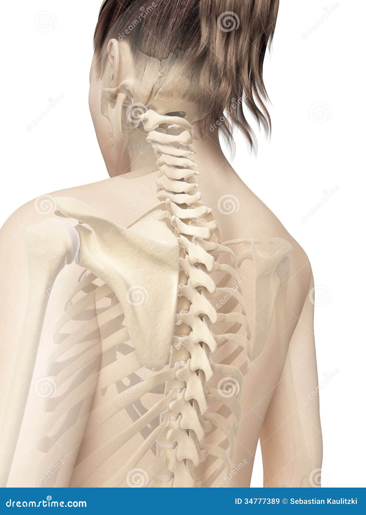 The female skeleton stock illustration. Illustration of anatomical