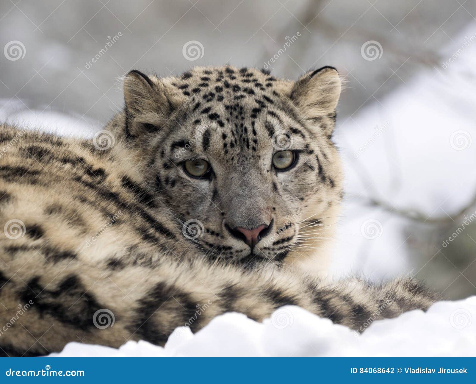 female snow leopard uncia uncia, watching snowy surroundings