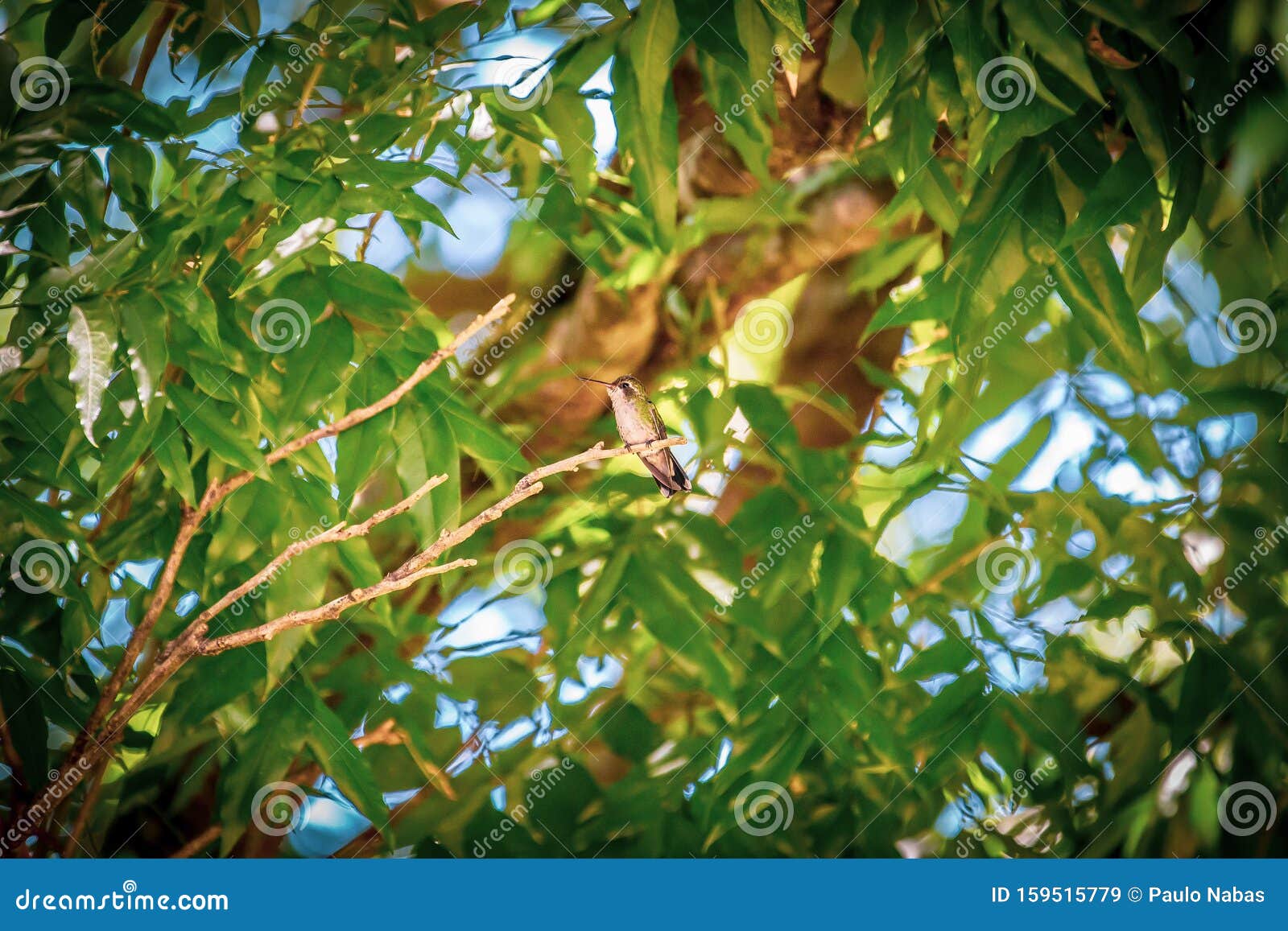 female sombre hummingbird aphantochroa cirrochloris aka beija-flor cinza standing in a tree in brazil