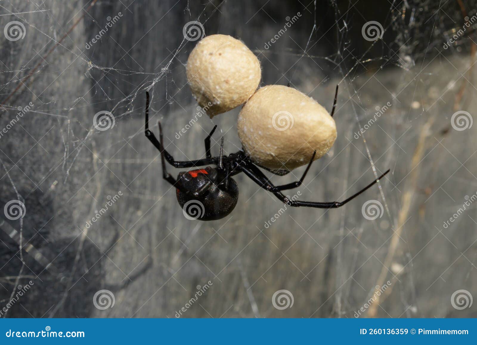Female Southern Black Widow Spider Guarding Her Two Egg Sacs Stock
