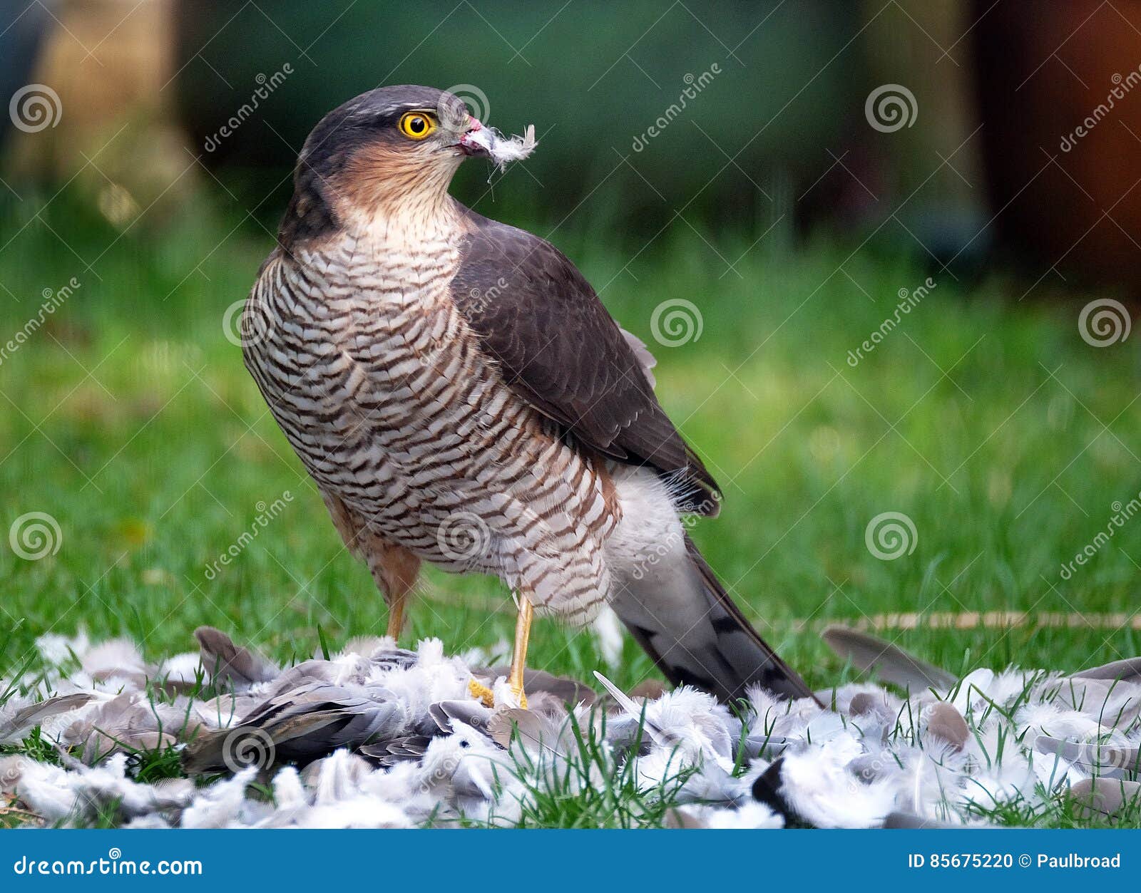 female sparrowhawk with kill. the sparrowhawk, is a small bird of prey in the family accipitridae.