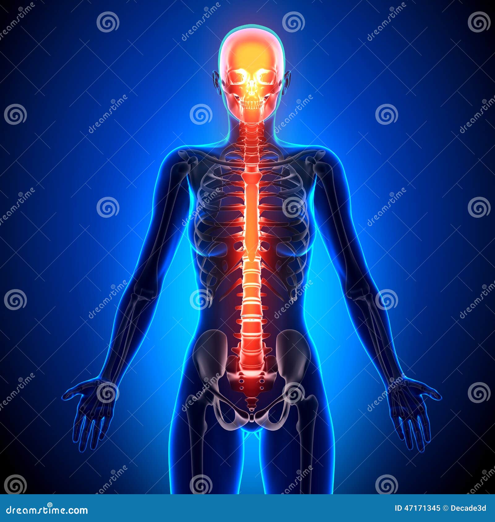 Female Spine Anatomy Bones Stock Illustration Illustration Of Skeleton Xray 47171345