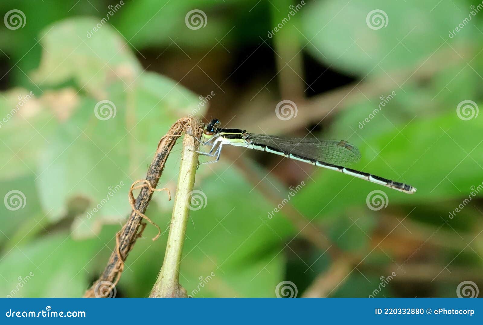 female splendid dartlet-agriocnemis splendidissima, sindhudurg, maharashtra