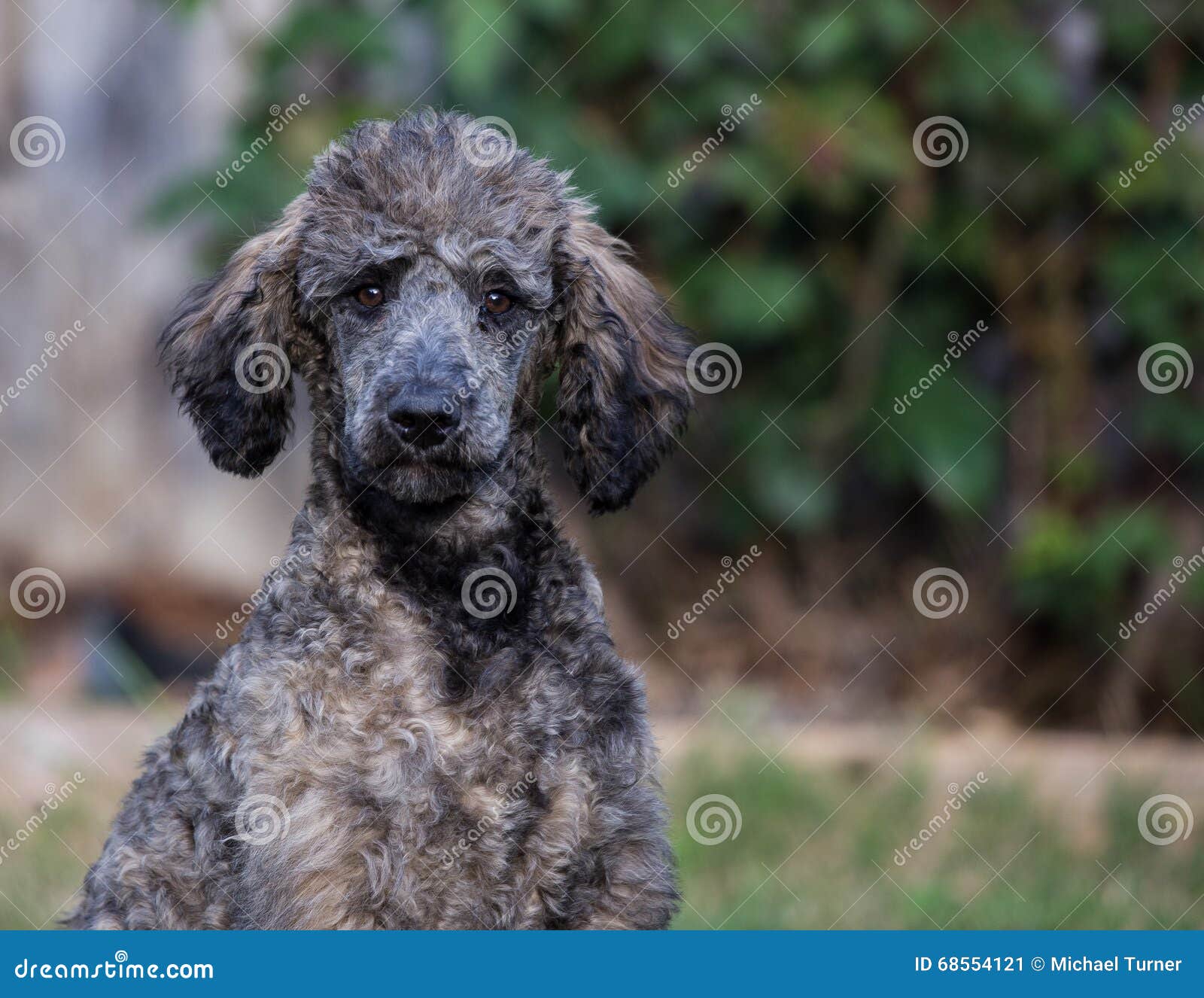 Female Standard Poodle stock image. Image of canine, collar 68554121