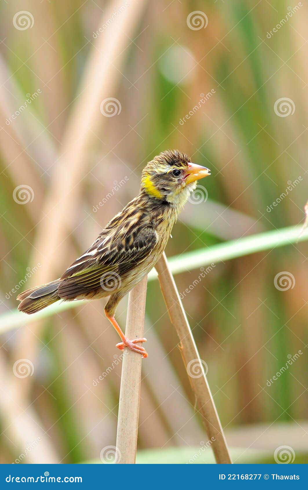 female streaked weaver bird