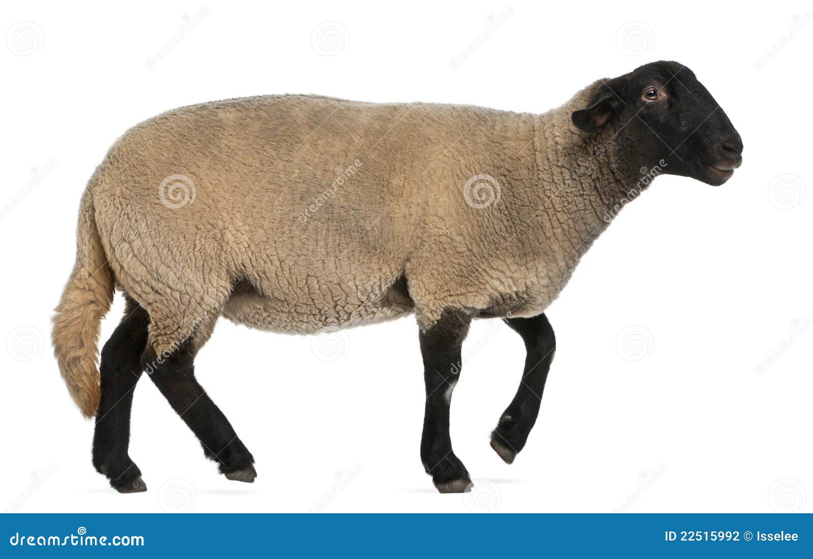 female suffolk sheep, ovis aries, 2 years old