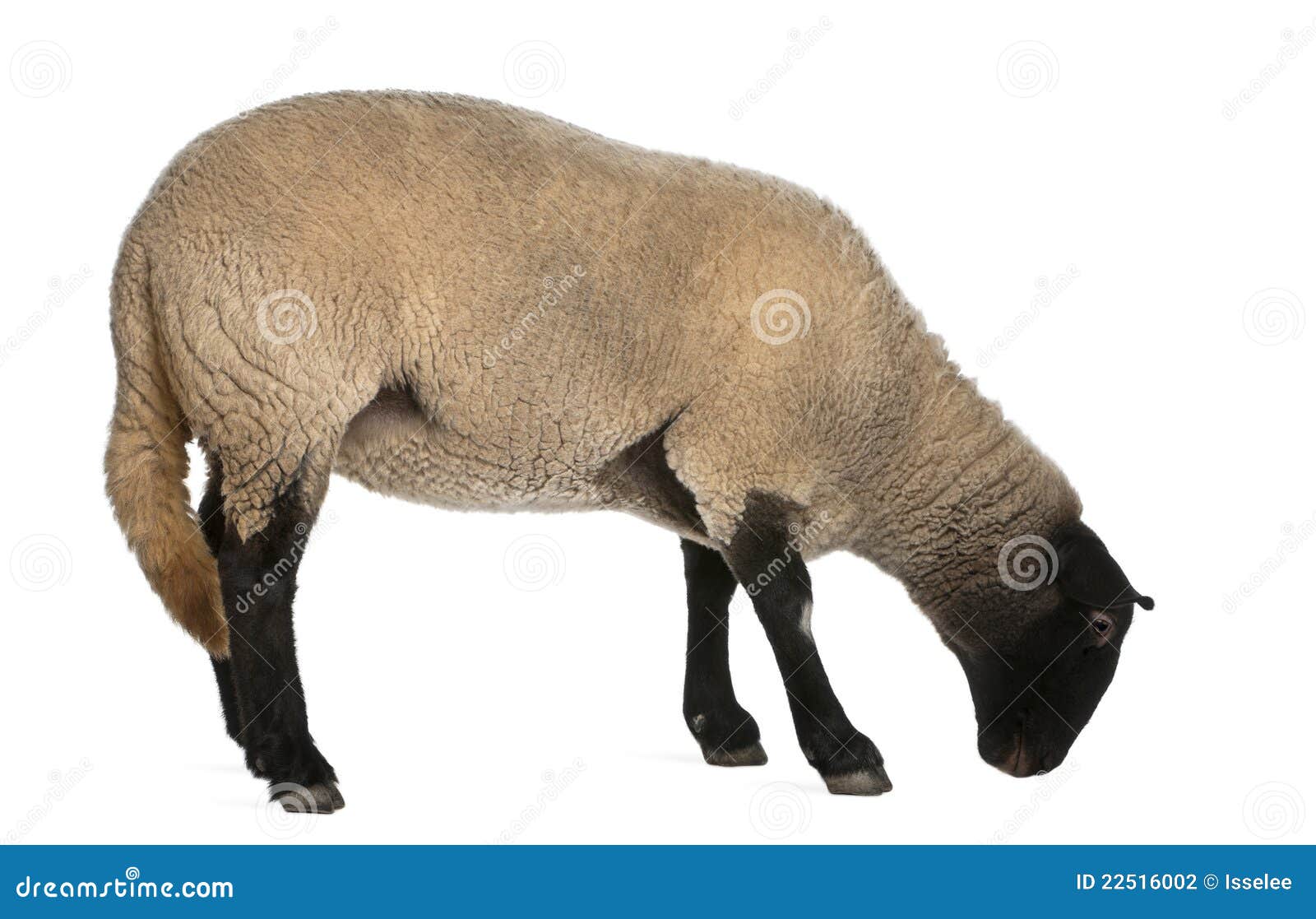 female suffolk sheep, ovis aries, 2 years old