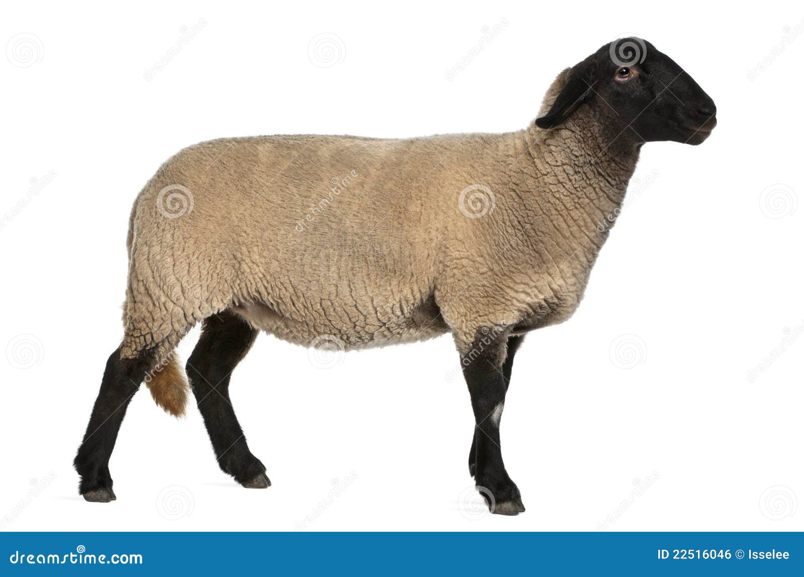 female suffolk sheep, ovis aries, 2 years old