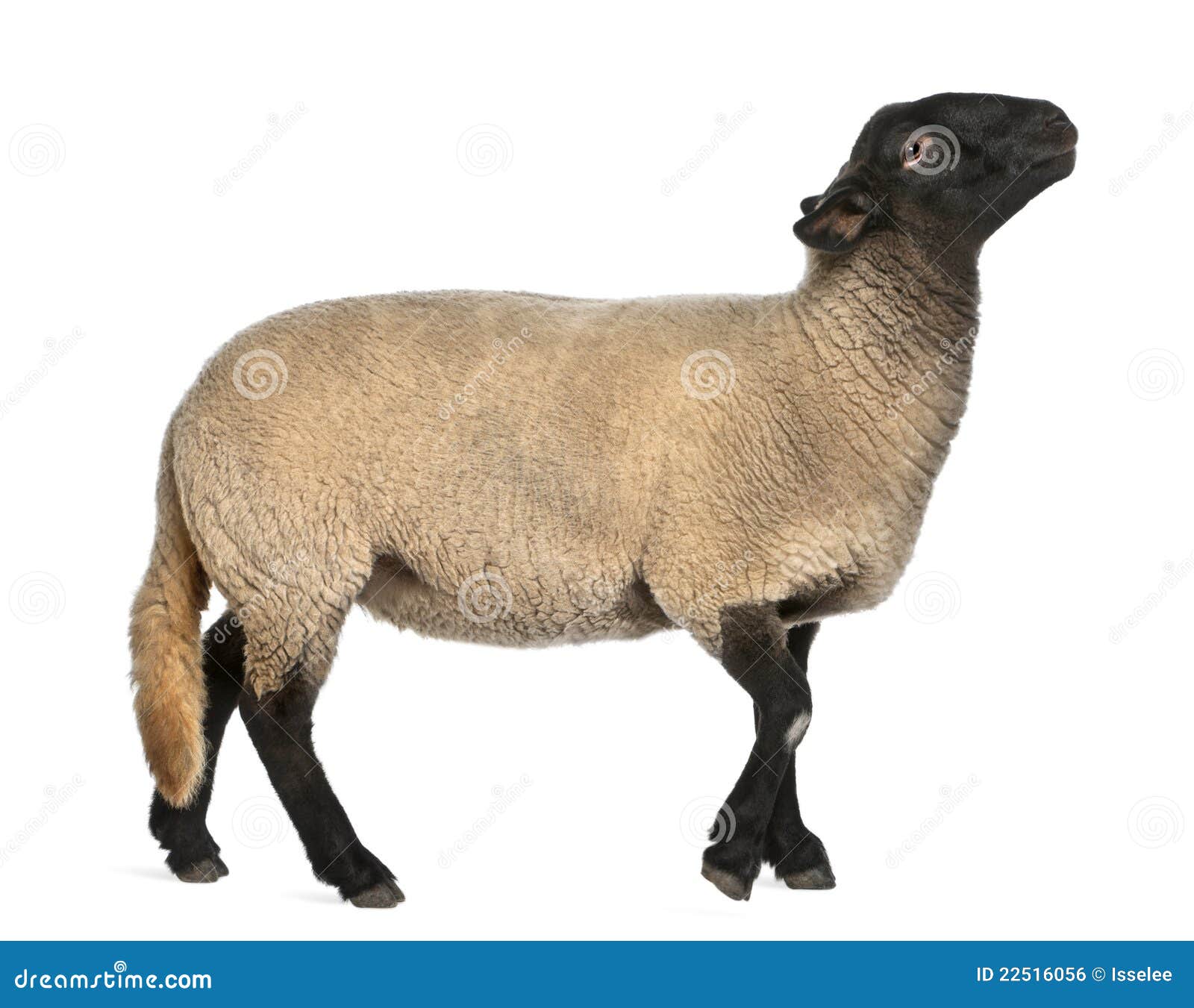 female suffolk sheep, ovis aries, 2 years old