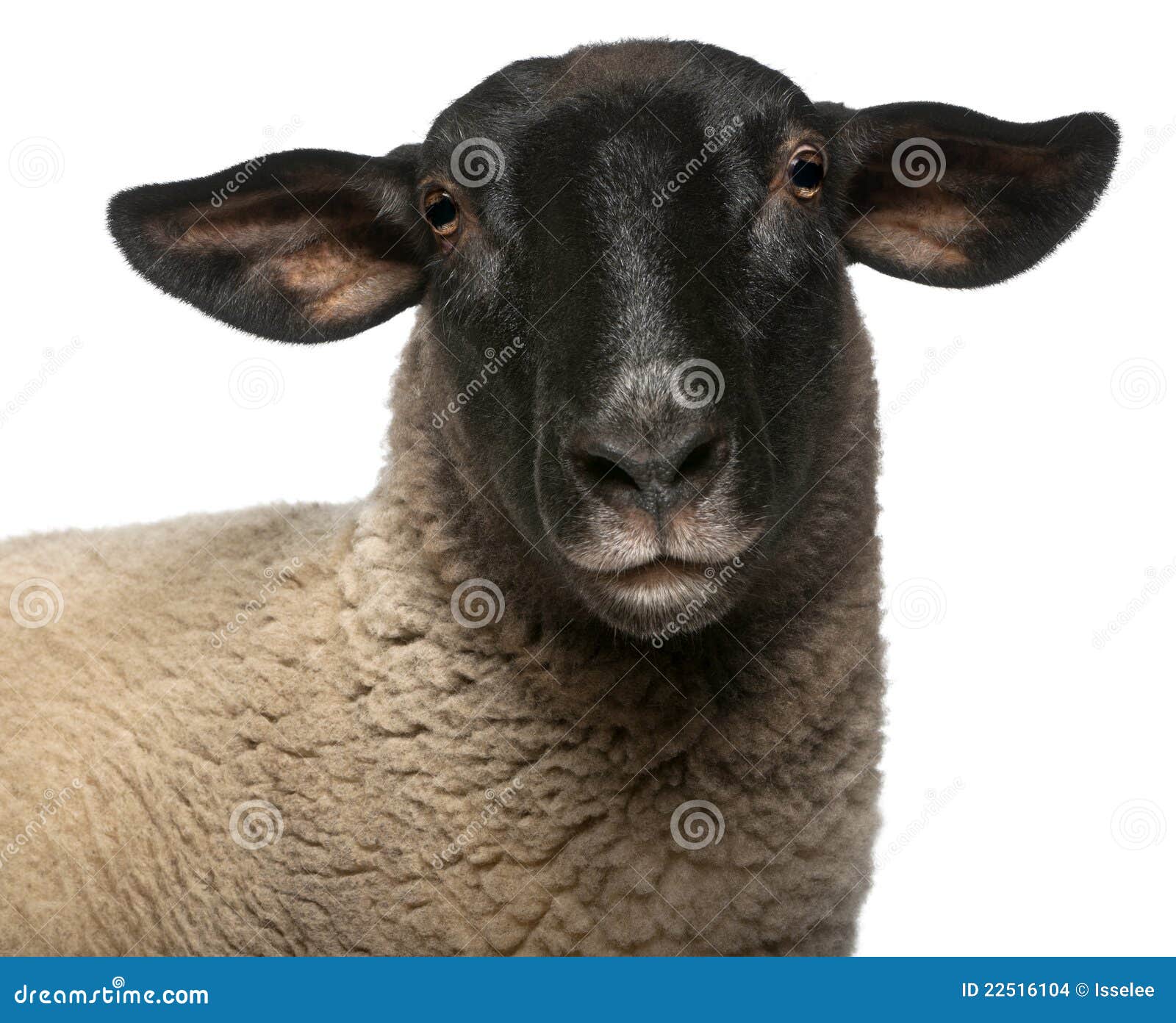 female suffolk sheep, ovis aries, 2 years old