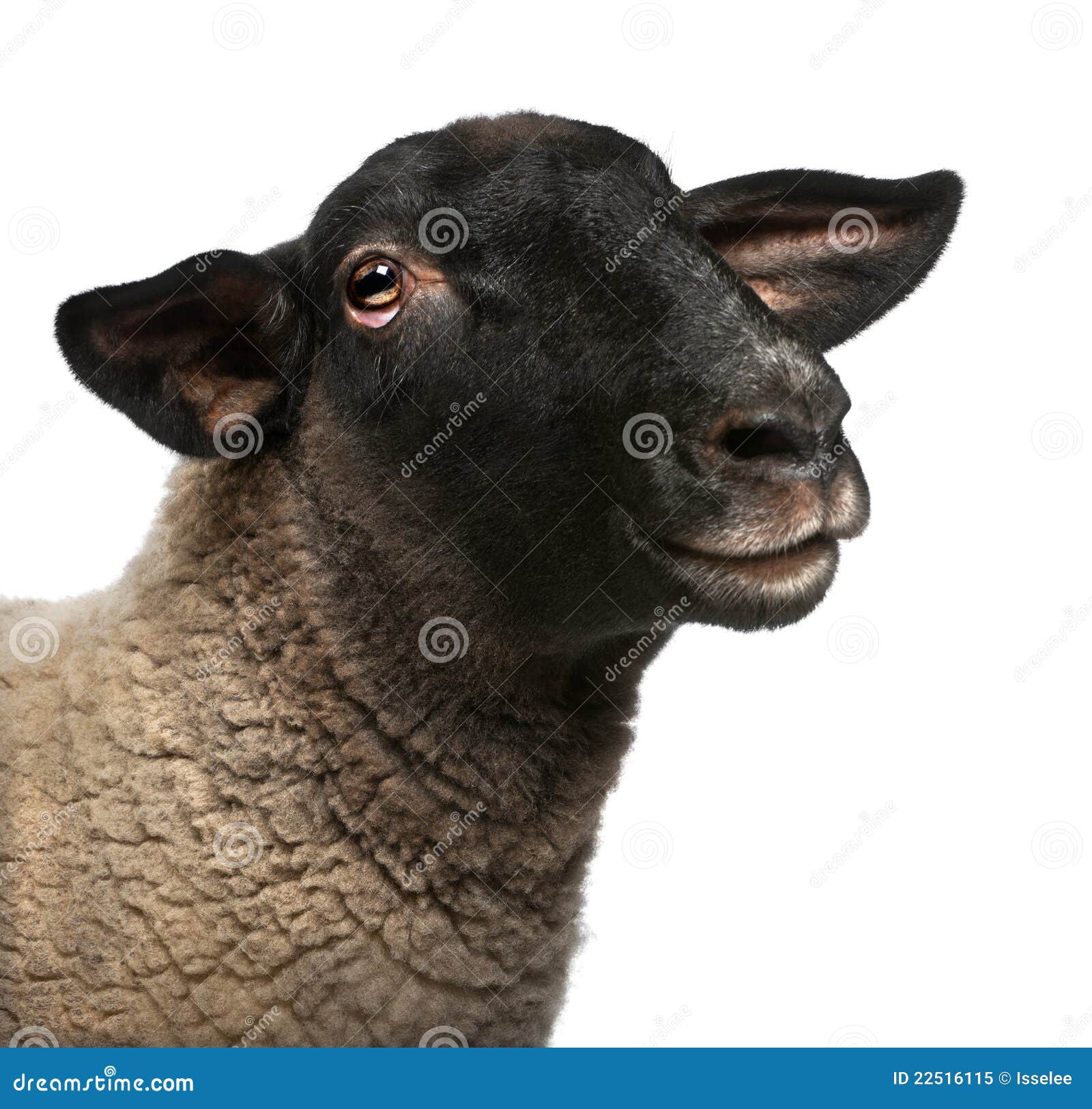 female suffolk sheep, ovis aries, 2 years old