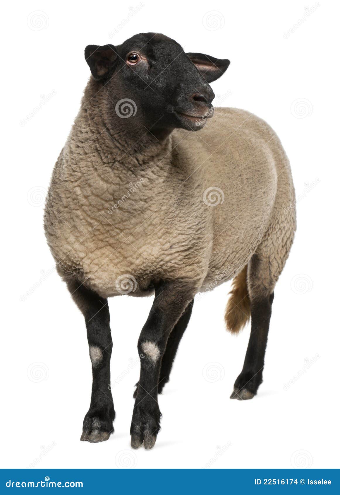 female suffolk sheep, ovis aries, 2 years old