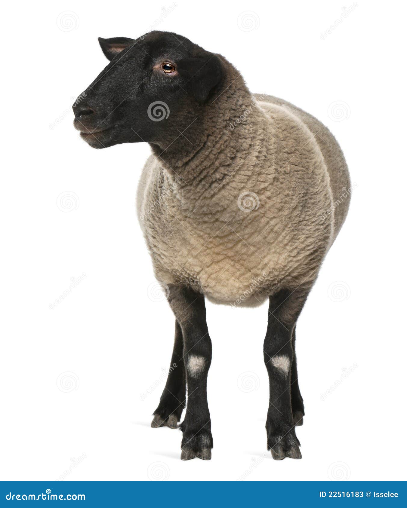 female suffolk sheep, ovis aries, 2 years old