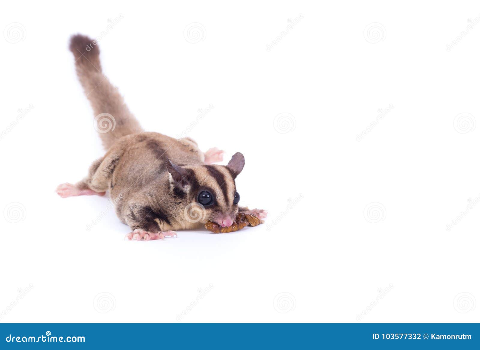 Female Sugar Glider Eating Roast Insect on the Floor Isolate on Stock