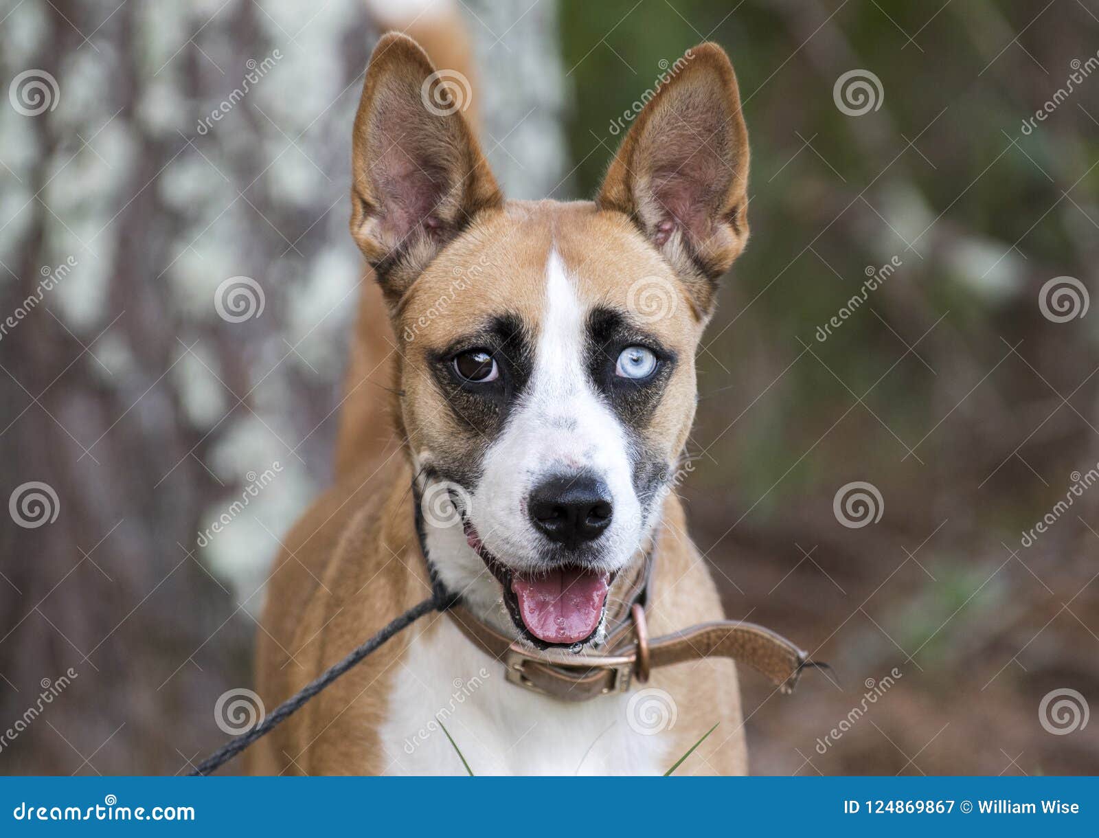 basenji mixed