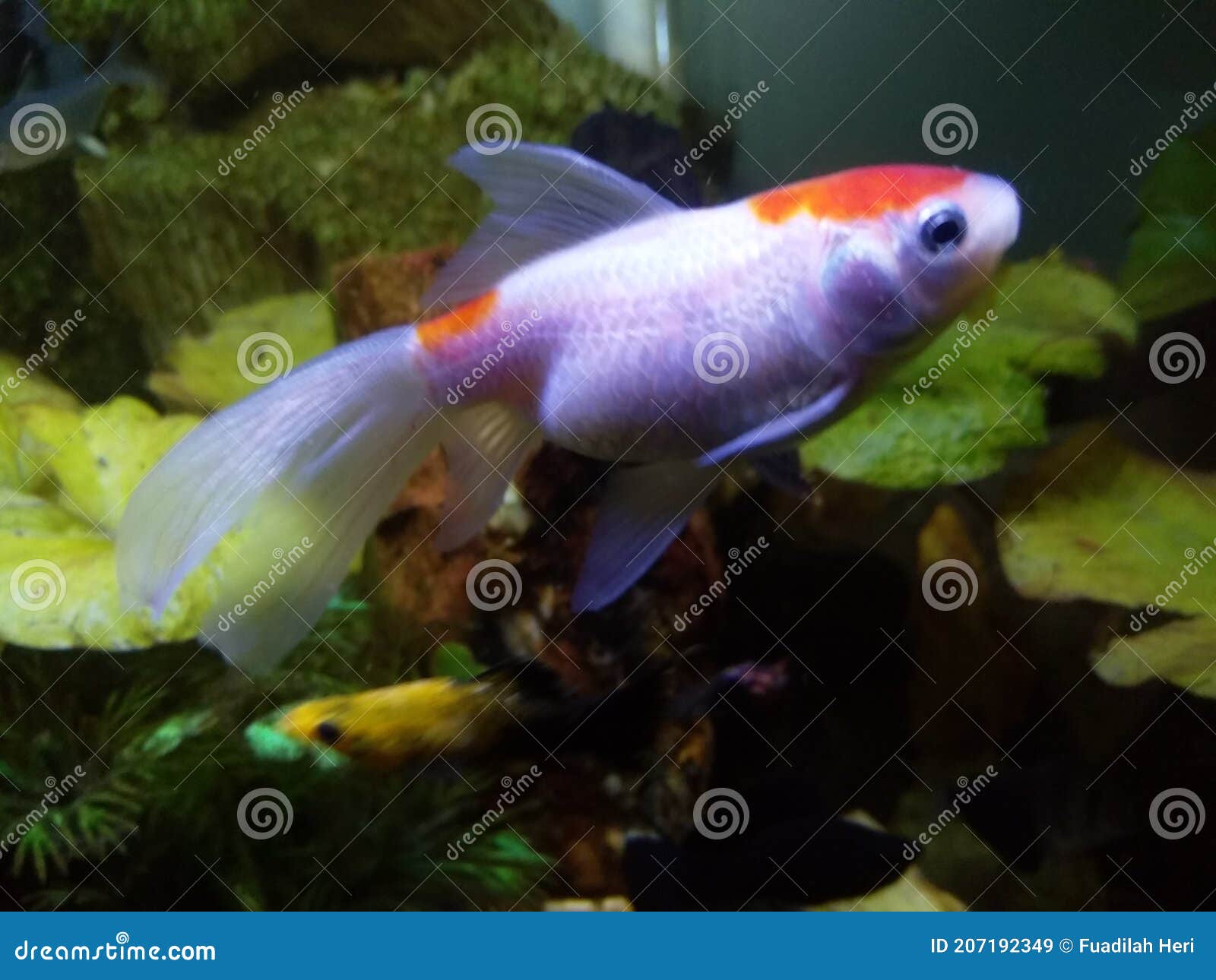 comet goldfish petsmart