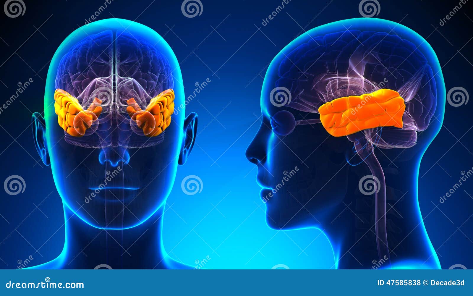 female temporal lobe brain anatomy - blue concept