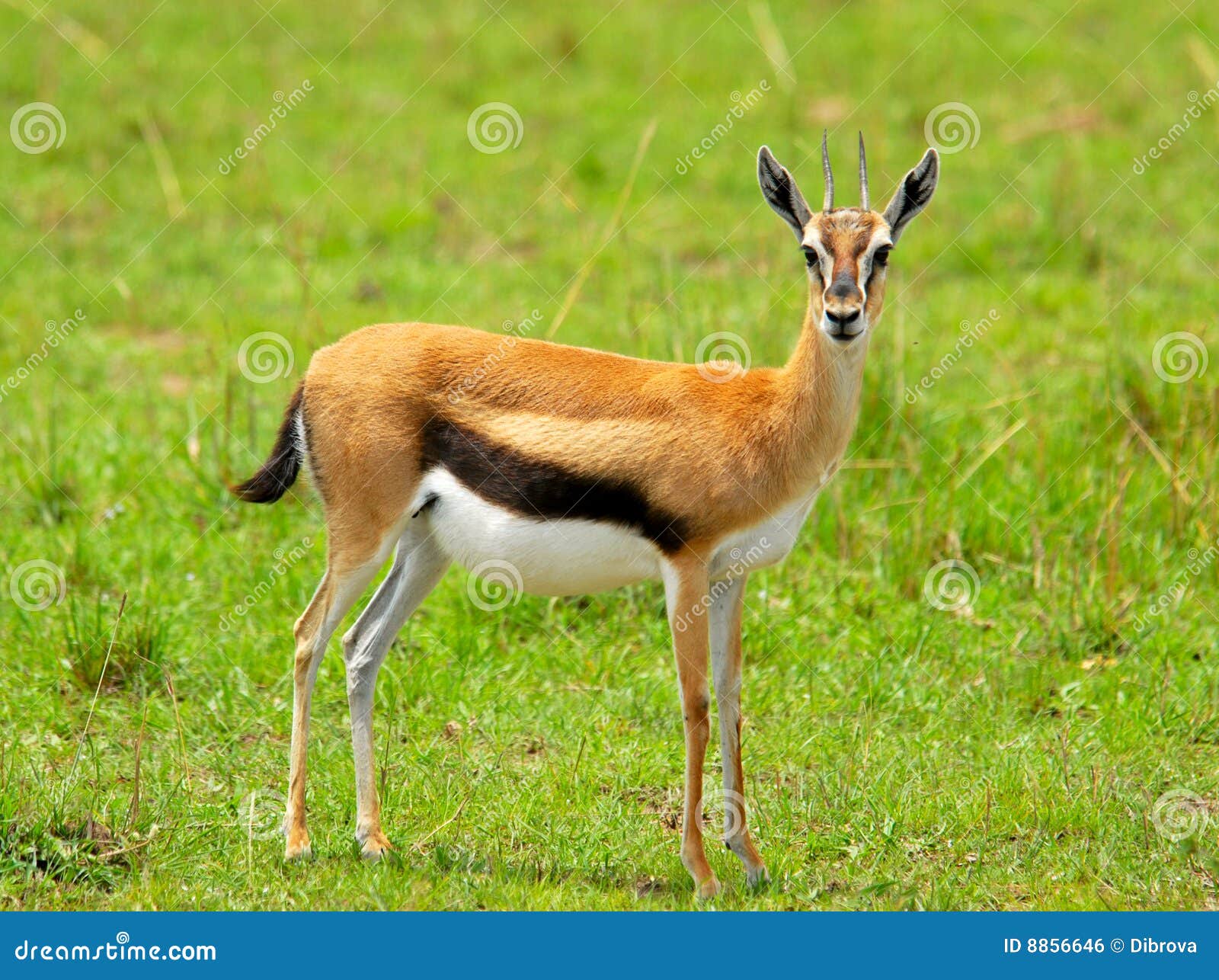 female thomson gazelle