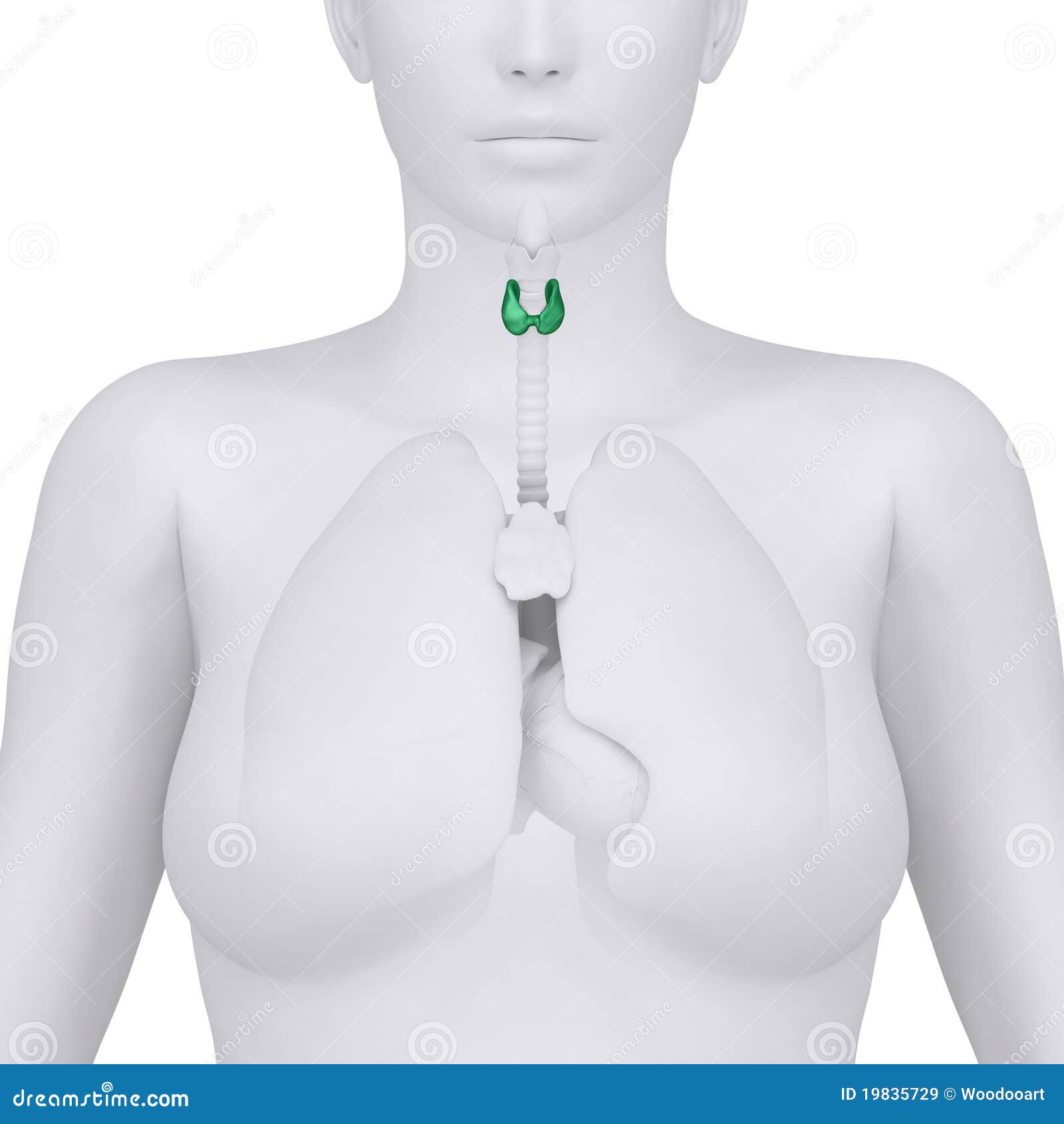 Female Thyroid and Thorax Organs - Anterior View Stock Illustration