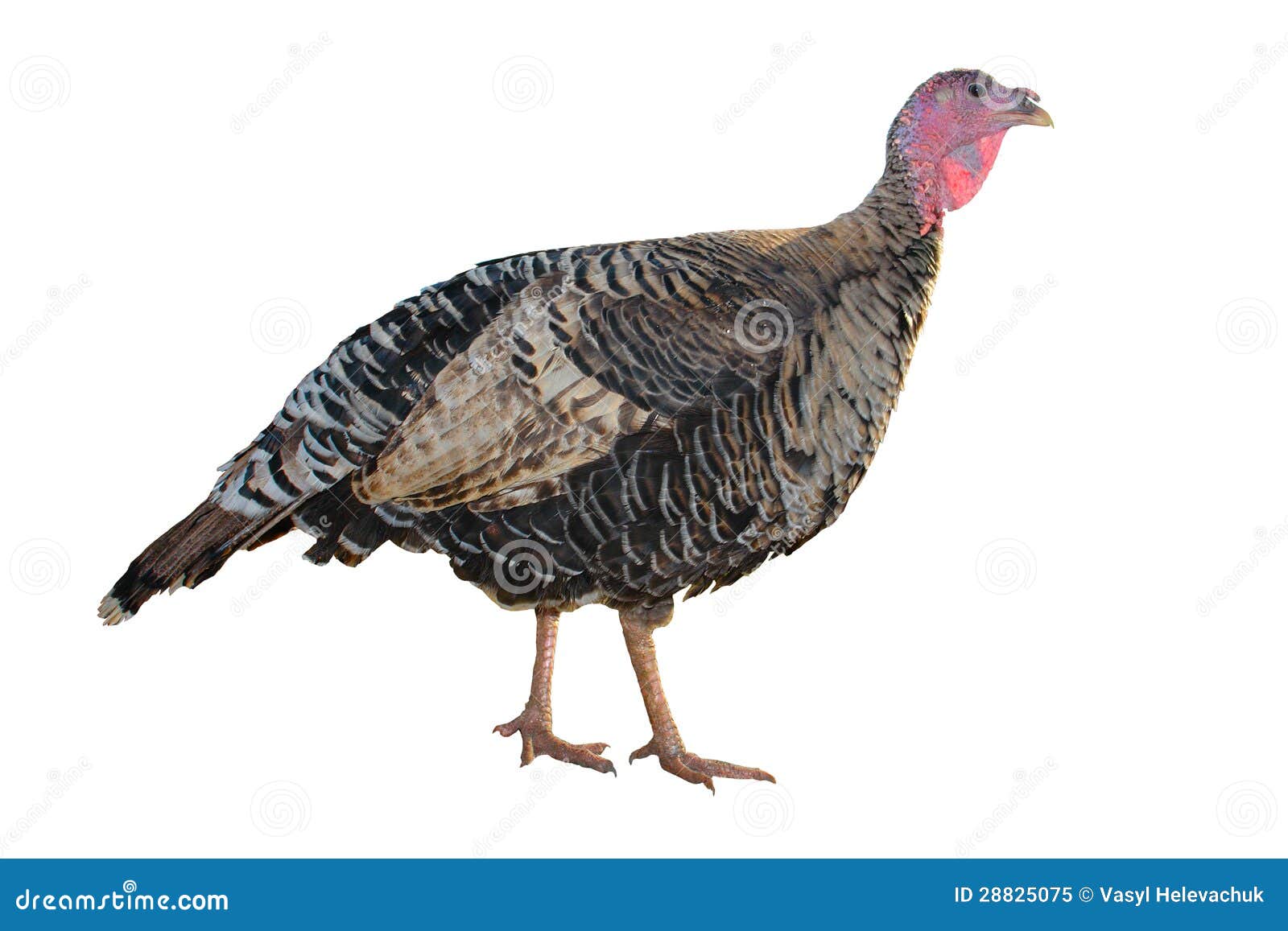 Female Turkey stock image. Image of avian, alive, turkey 28825075