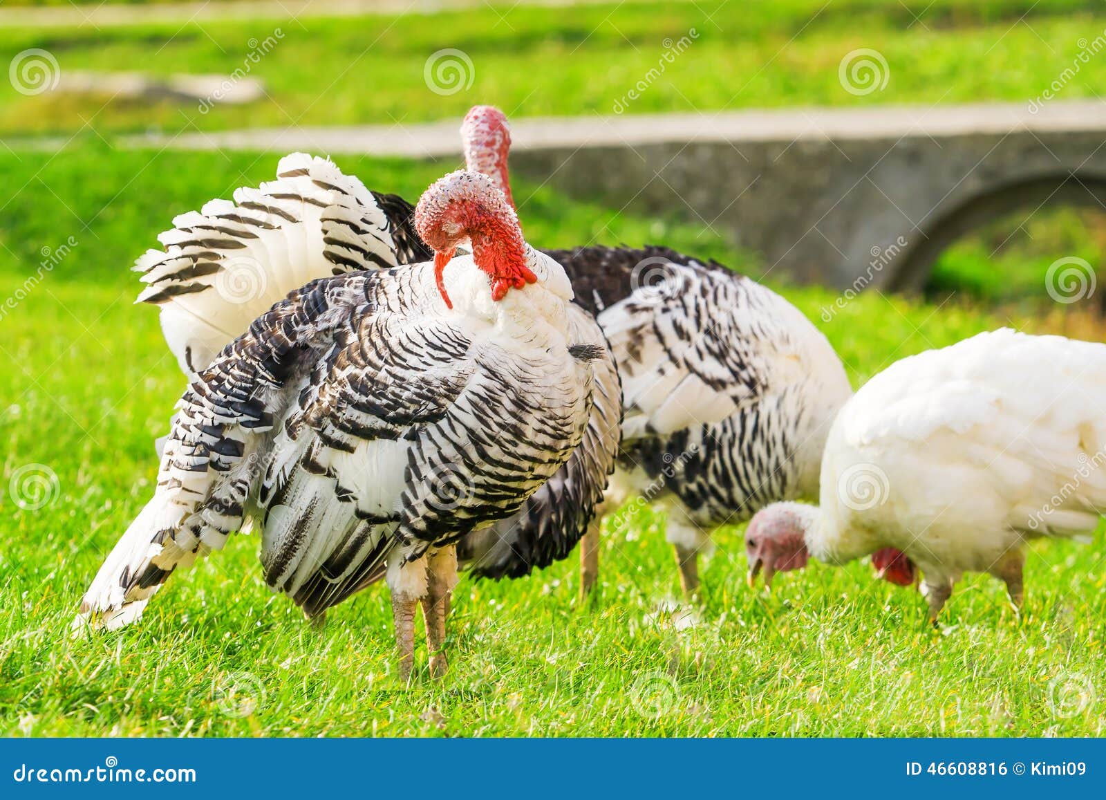 Female turkeys stock photo. Image of strut, strutting 46608816