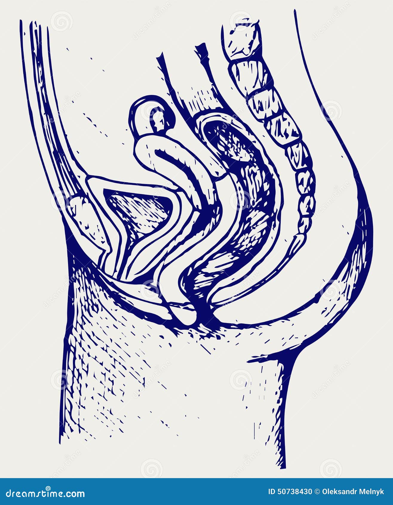 Female urinary system stock illustration. Illustration of bladder